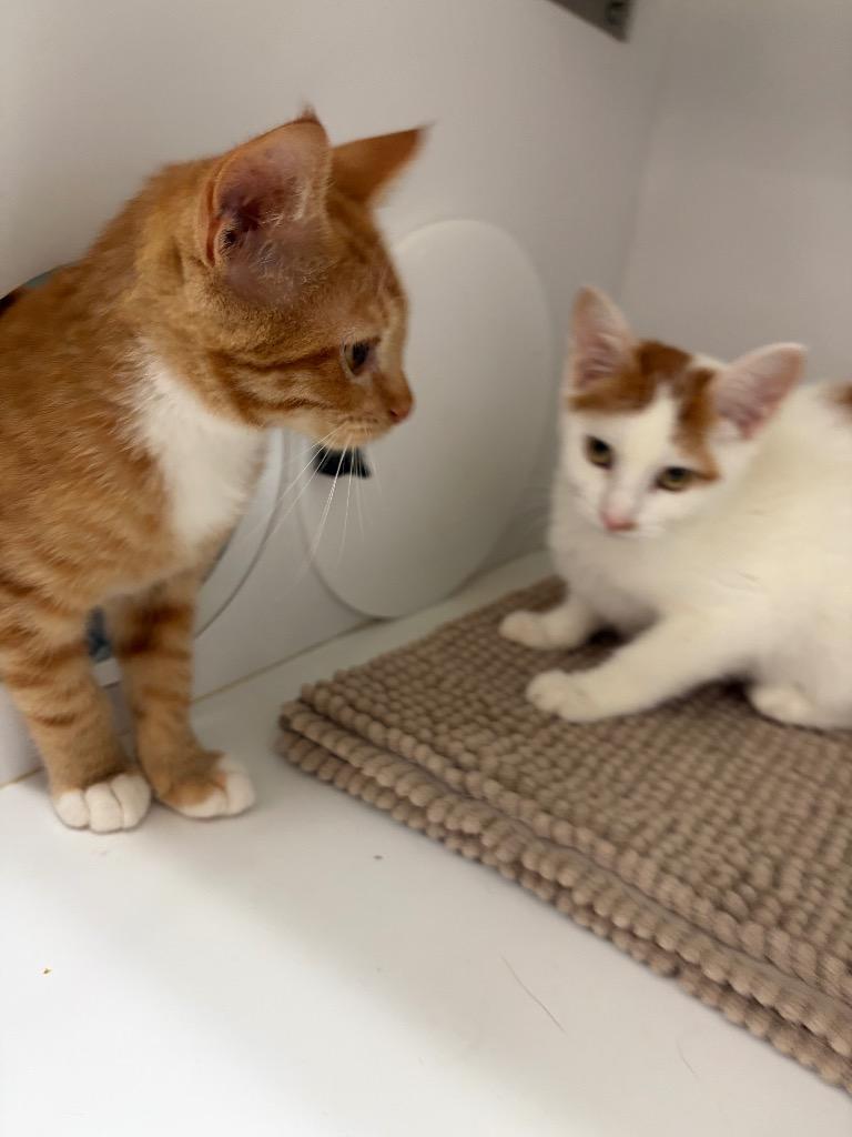 Enlarge Tank, a Adoptable mixed breed in Neosho, MO image 3/3