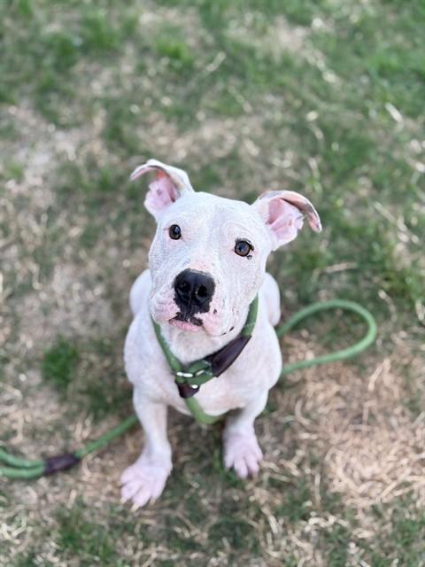 Enlarge ARCHIE, a Adoptable mixed breed in Forney, TX image 1/1