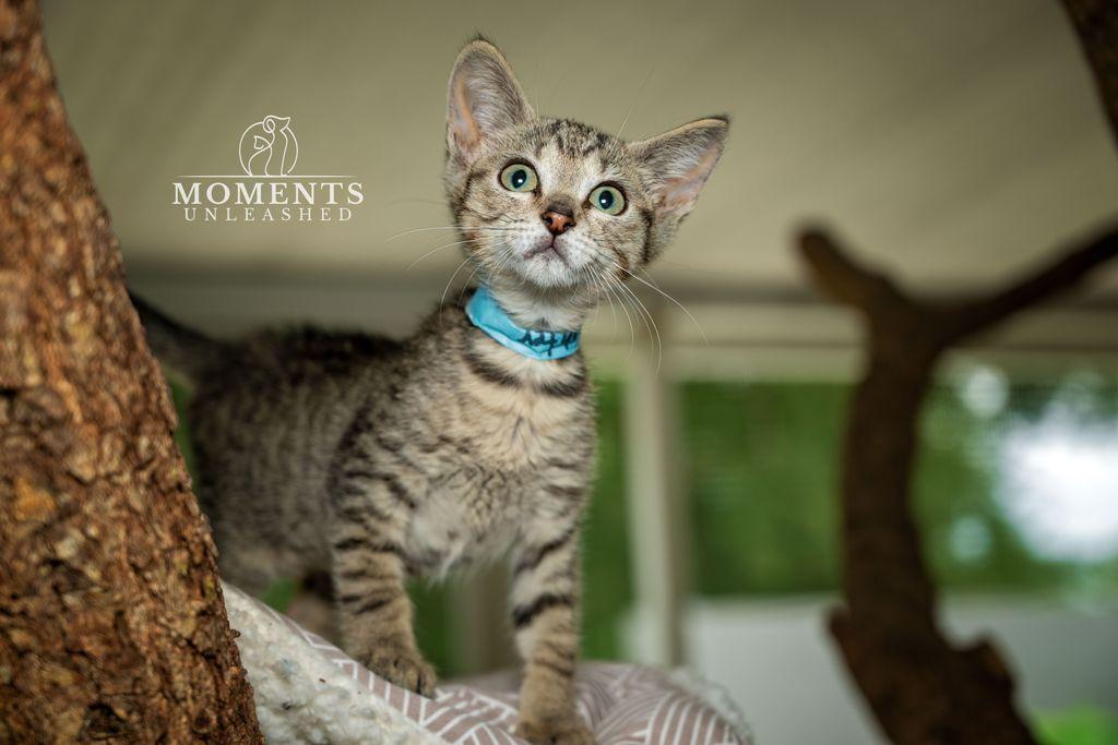 Highlighter, a ADOPTABLE Domestic Short Hair in Myakka City, FL image 3/5