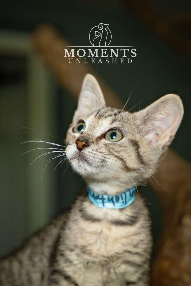 Highlighter, ADOPTABLE, Kitten Female Domestic Short Hair.