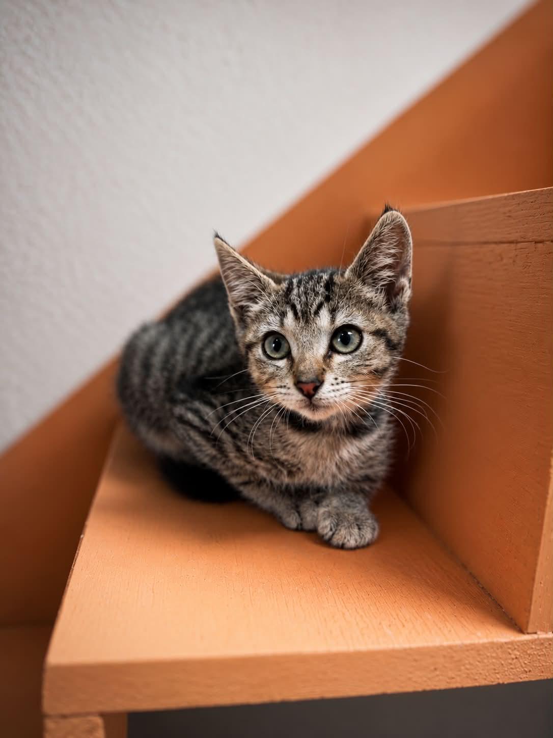 Highlighter, a ADOPTABLE Domestic Short Hair in Myakka City, FL image 5/5