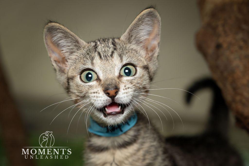 Highlighter, a ADOPTABLE Domestic Short Hair in Myakka City, FL image 2/5
