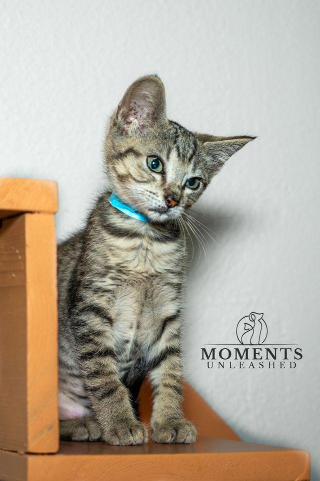 Highlighter, a ADOPTABLE Domestic Short Hair in Myakka City, FL image 4/5