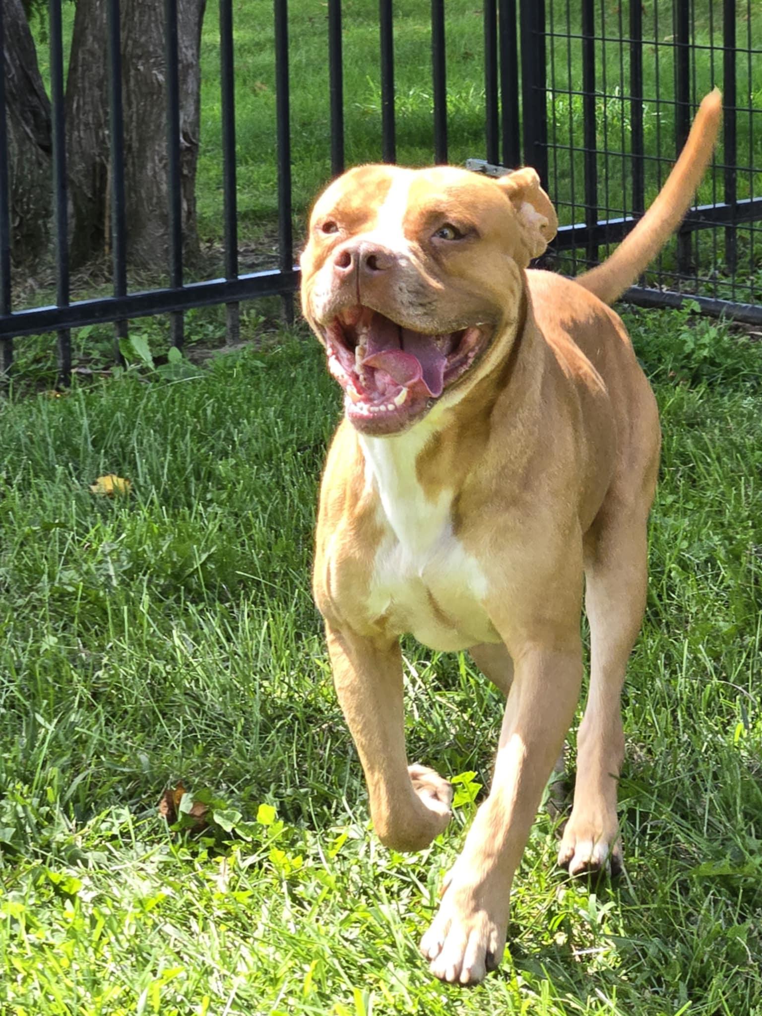 Enlarge Dex, an adoptable mixed breed in Valparaiso, IN image 3/4