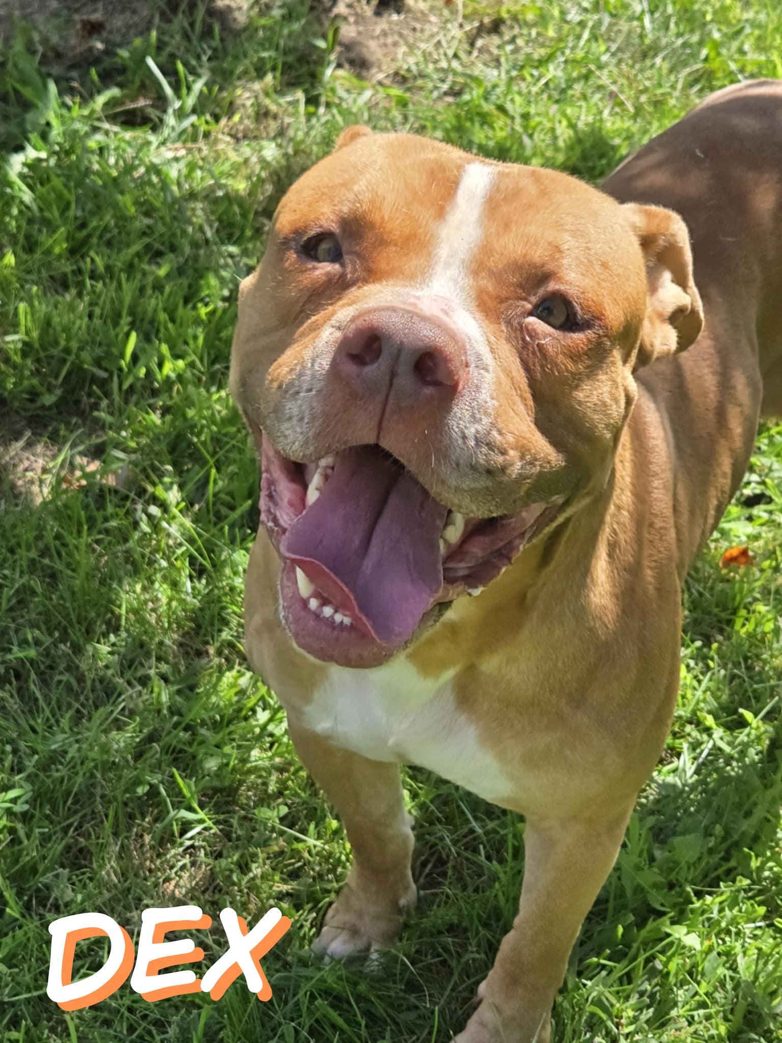 Enlarge Dex, an adoptable mixed breed in Valparaiso, IN image 1/4