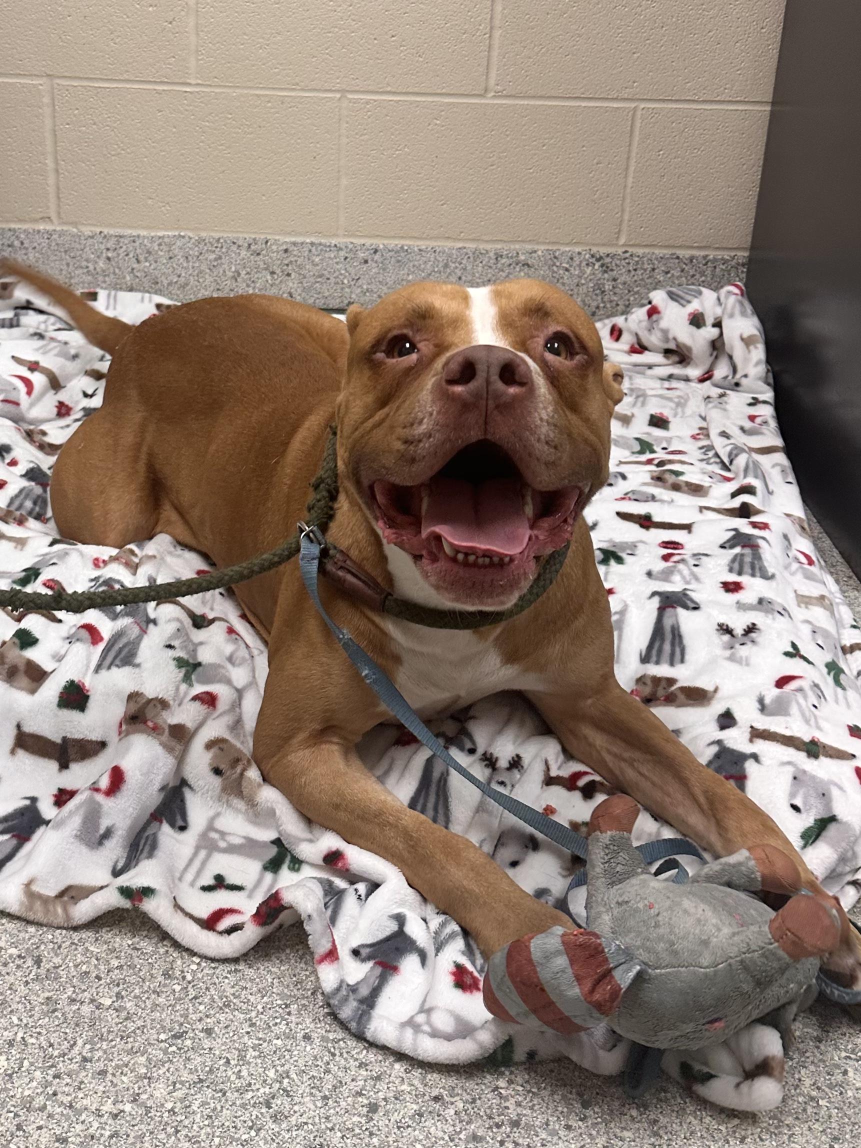 Enlarge Dex, an adoptable mixed breed in Valparaiso, IN image 2/4