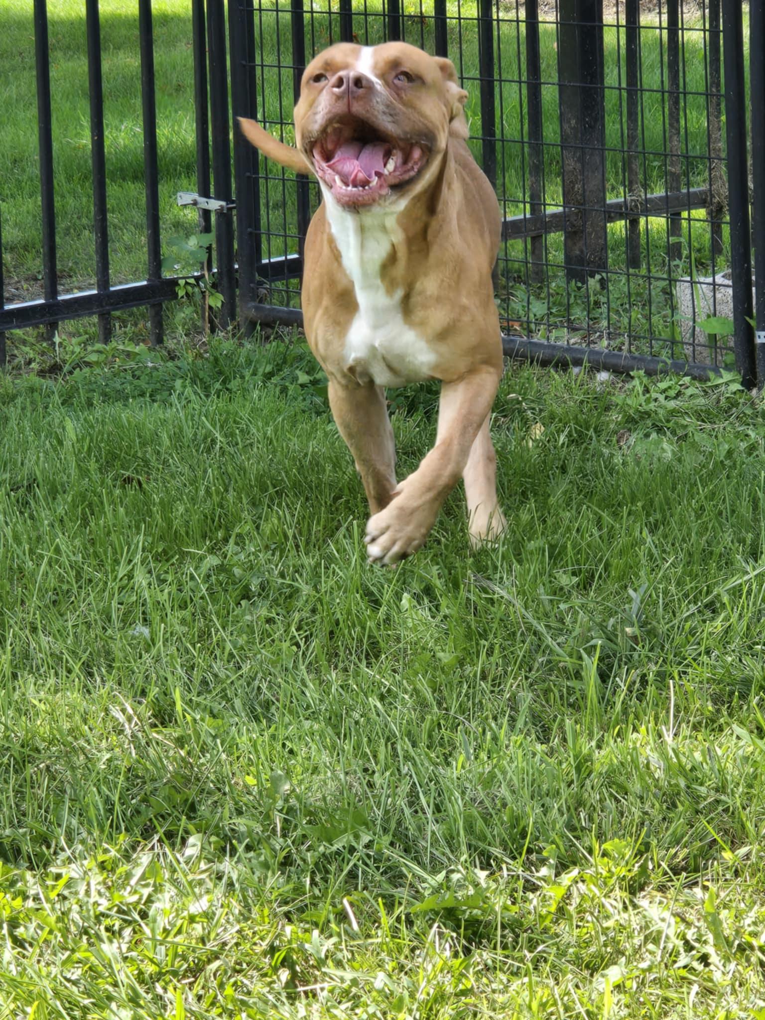 Enlarge Dex, an adoptable mixed breed in Valparaiso, IN image 4/4