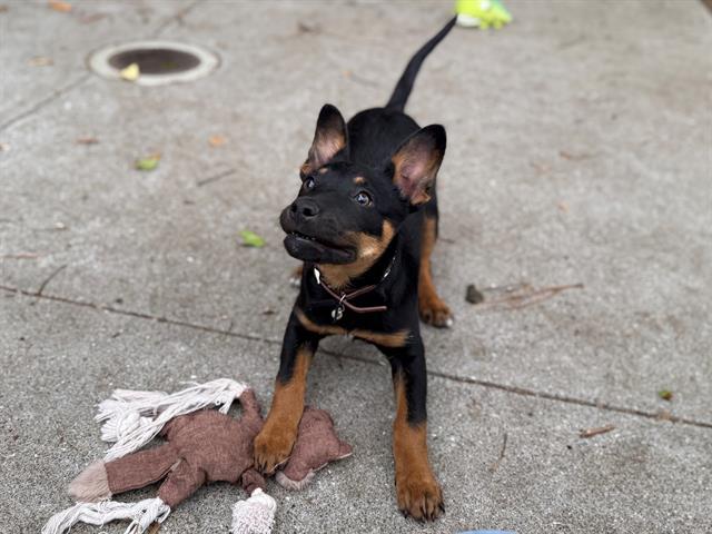 RENEGADE, Adoptable, Puppy Male Manchester Terrier.