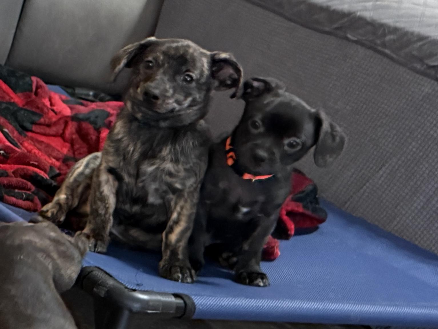 Enlarge Sawyer, a ADOPTABLE mixed breed in Temple, TX image 5/6