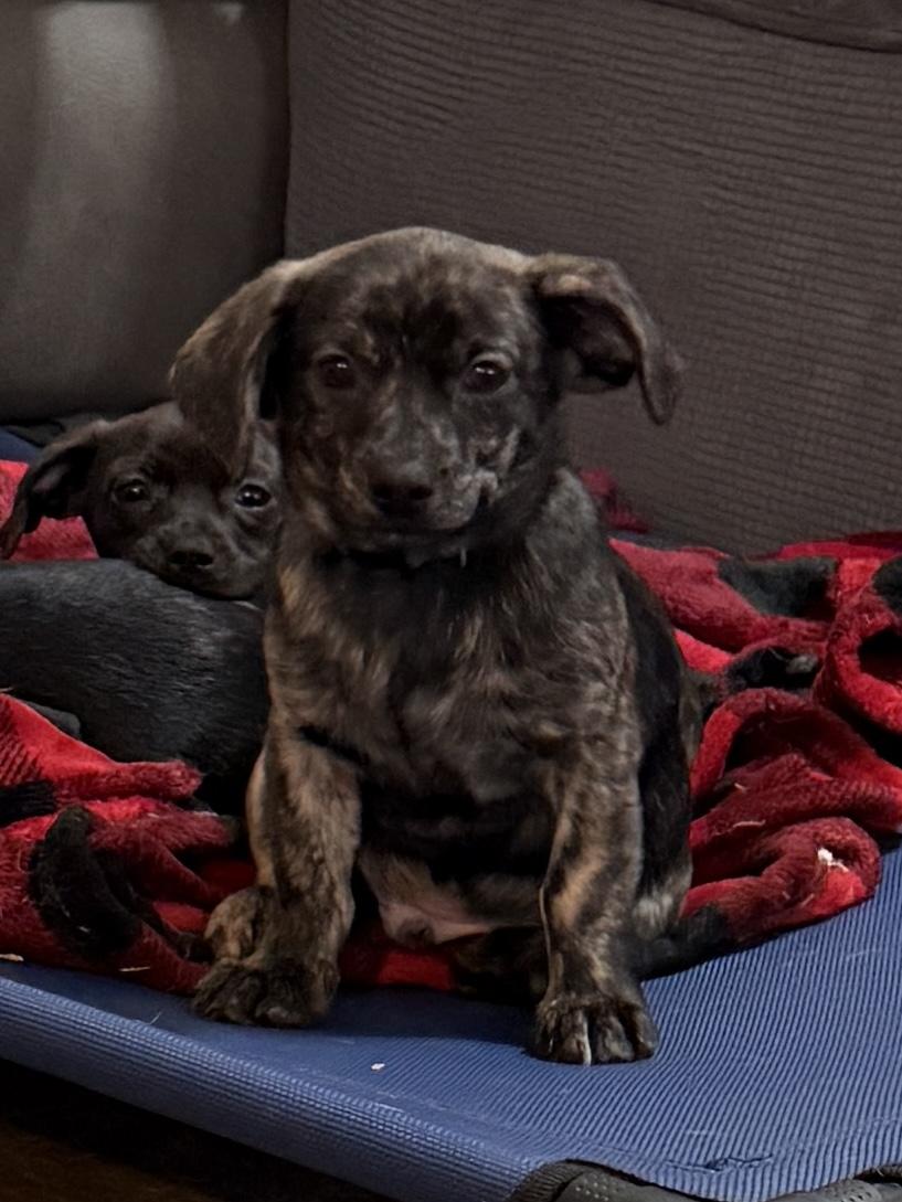 Enlarge Sawyer, a ADOPTABLE mixed breed in Temple, TX image 2/6