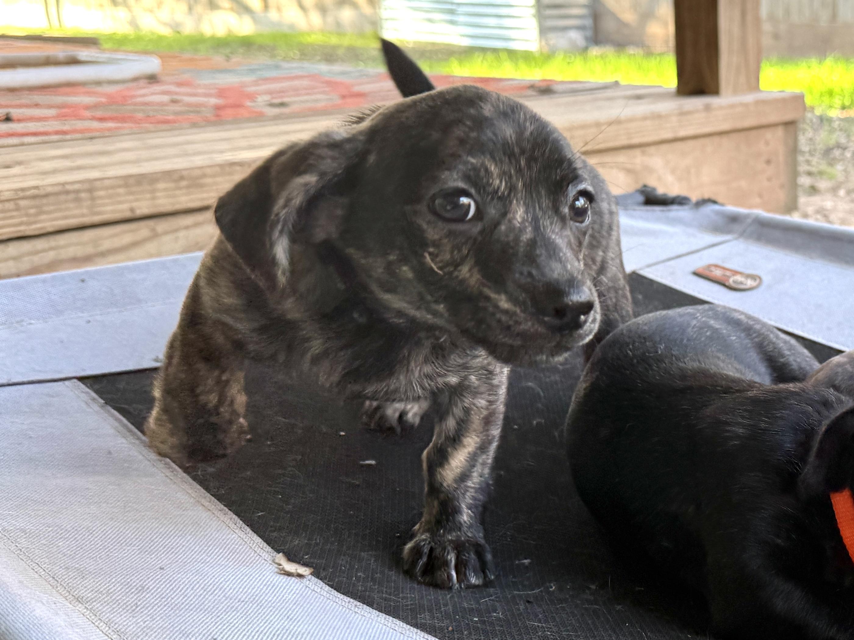 Enlarge Sawyer, a ADOPTABLE mixed breed in Temple, TX image 6/6