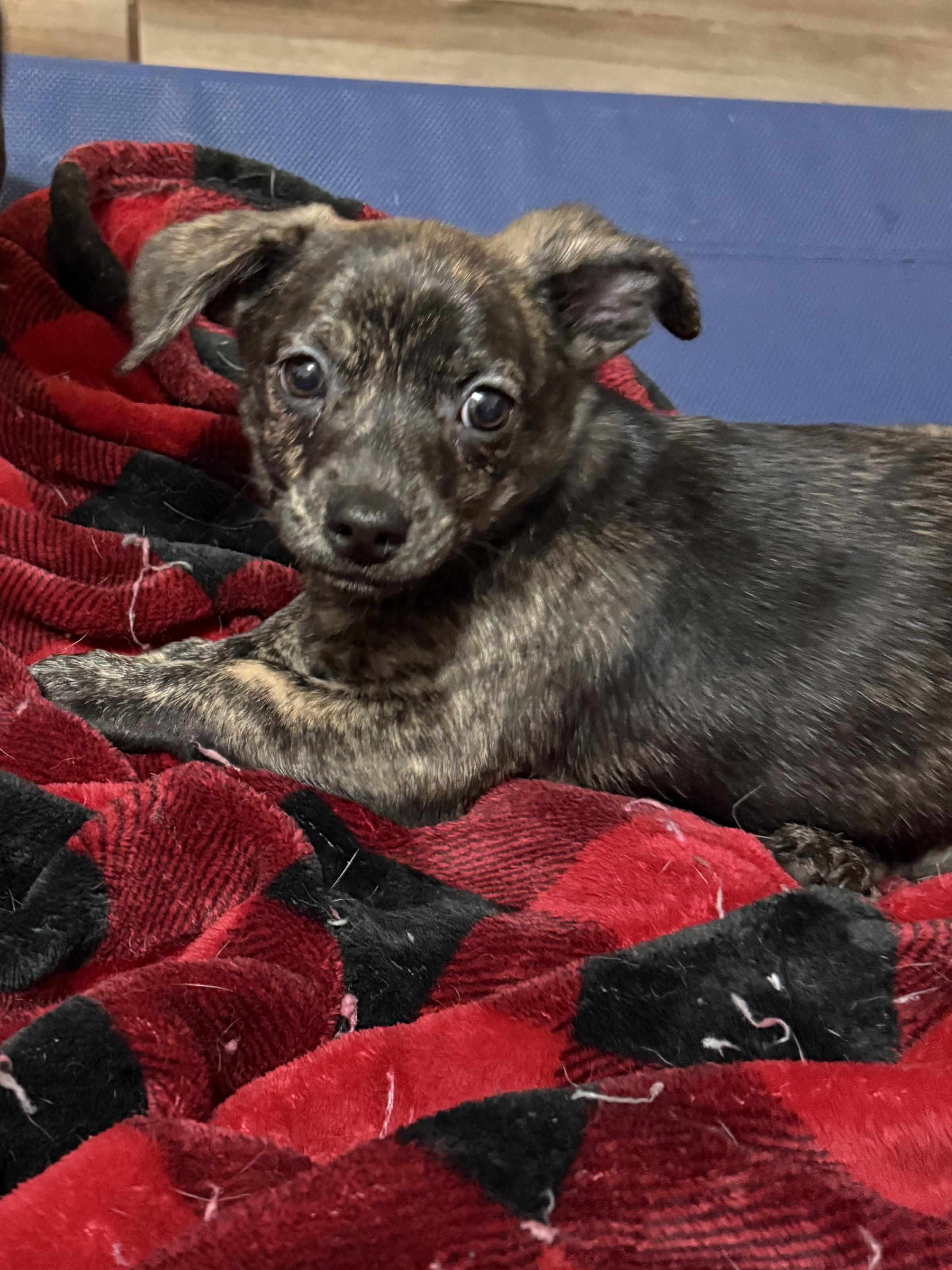 Sawyer, ADOPTABLE, Puppy Male Dachshund.