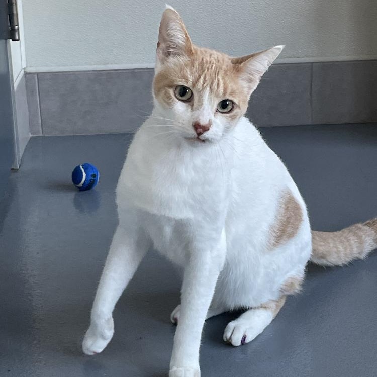 Bruno — thumbnail 3