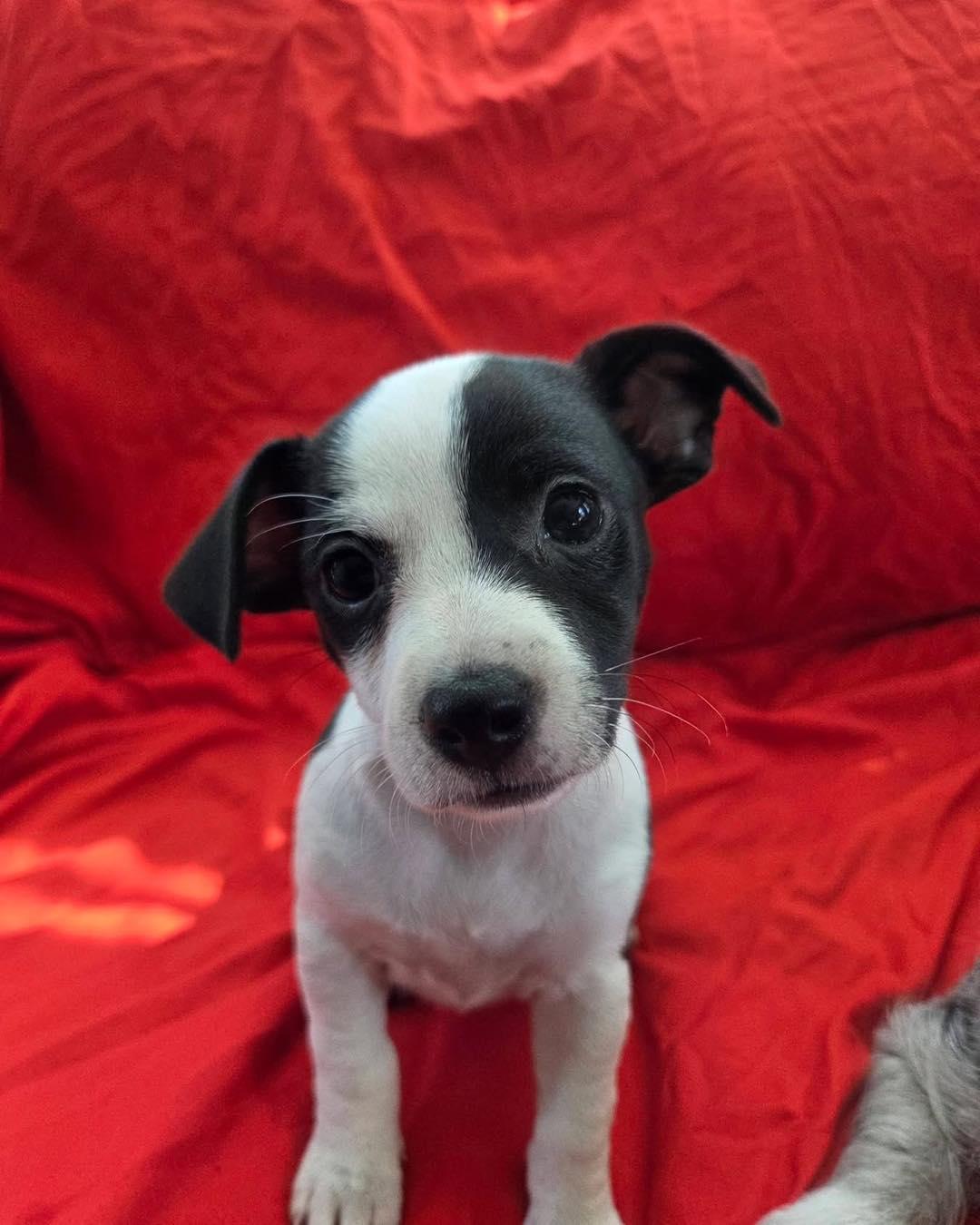 Enlarge Pepper, a ADOPTABLE mixed breed in Saint Petersburg, FL image 1/1