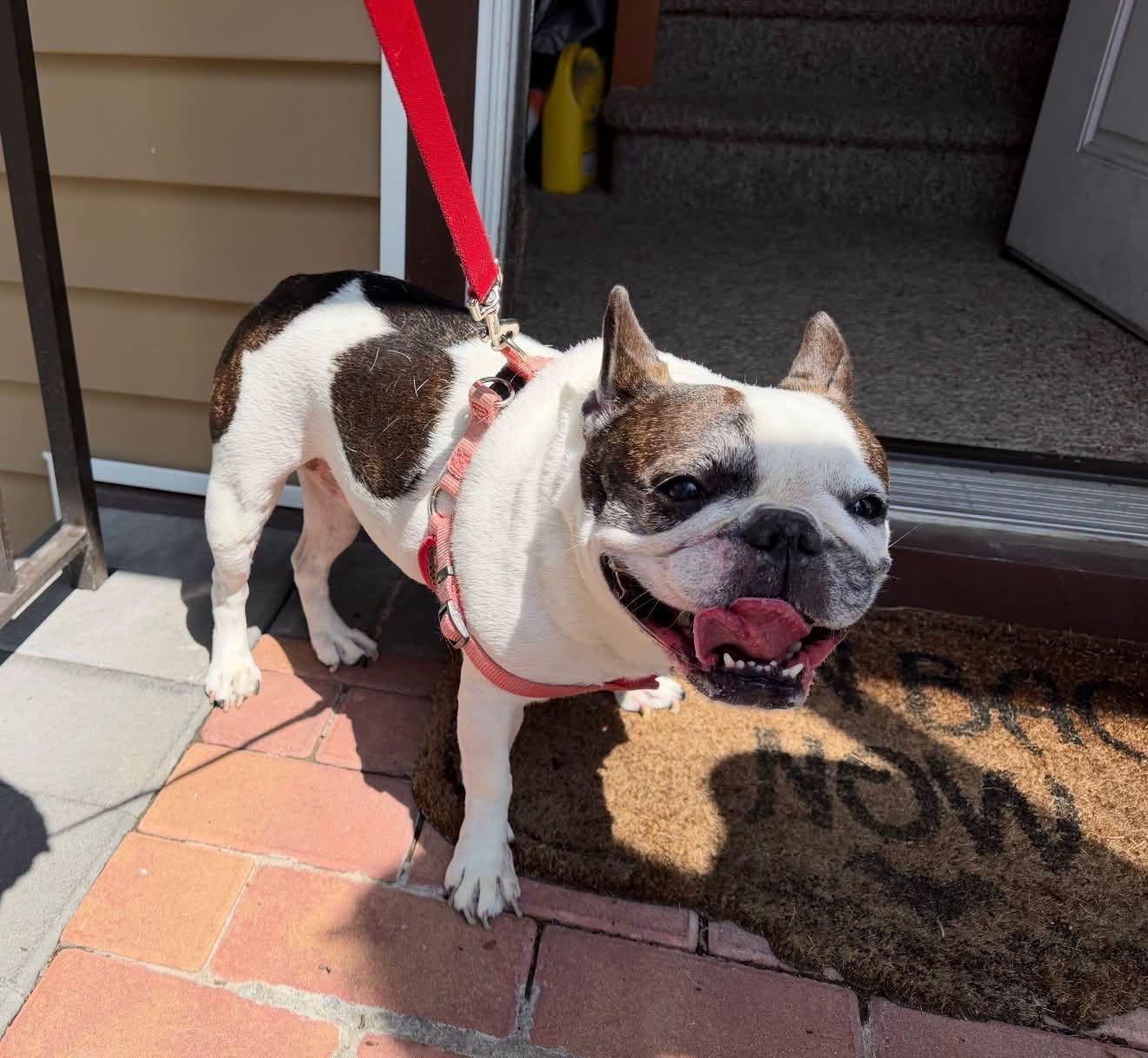 Lola, Adoptable, Senior Female French Bulldog.