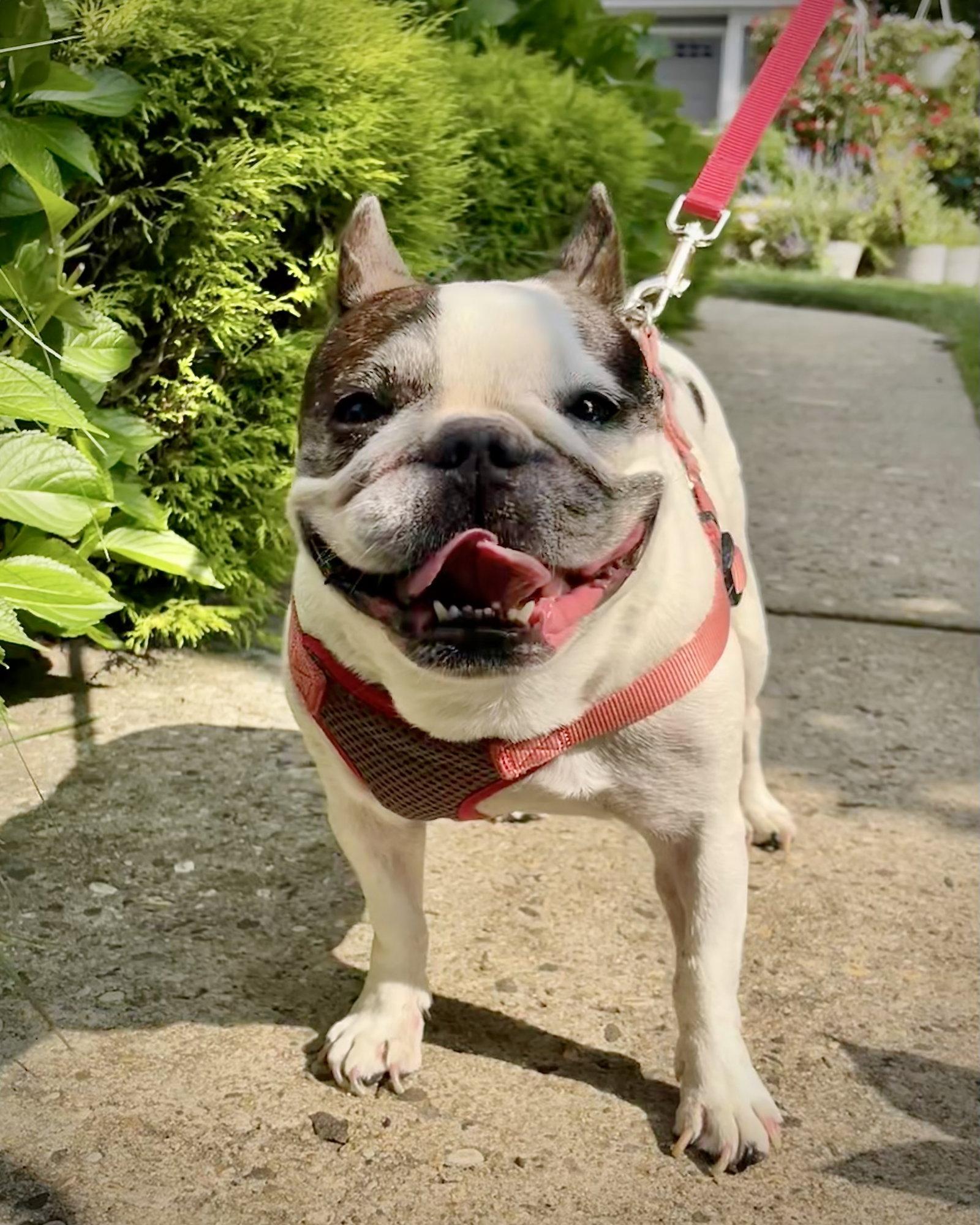 Lola, a Adoptable French Bulldog in Monticello, NY image 2/2