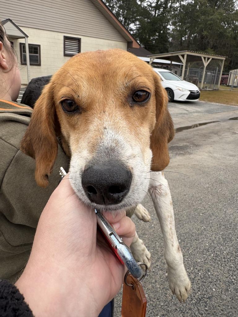 Enlarge Arnold, a Adoptable Hound in Springfield, GA image 1/1