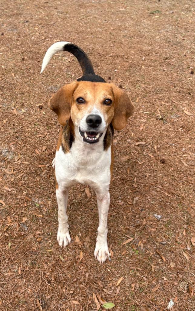Arnold, Adoptable, Young Male Hound.