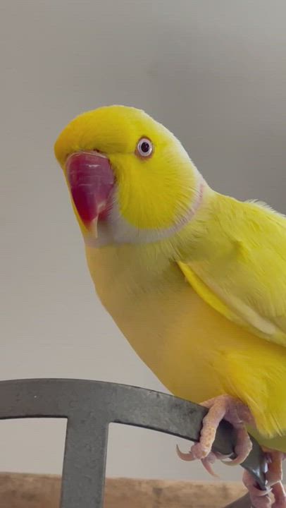 Enlarge Tweety, a Adopted Ringneck / Psittacula in DeLand, FL video 1/2