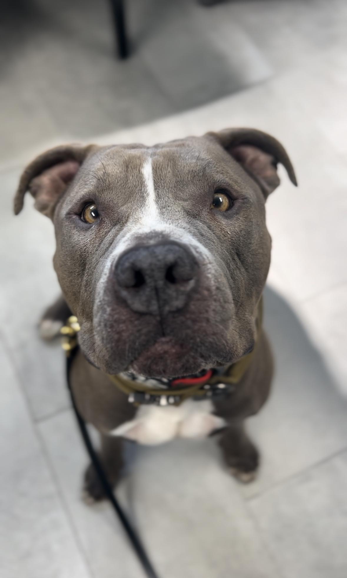 Chico, Adoptable, Adult Male American Staffordshire Terrier.