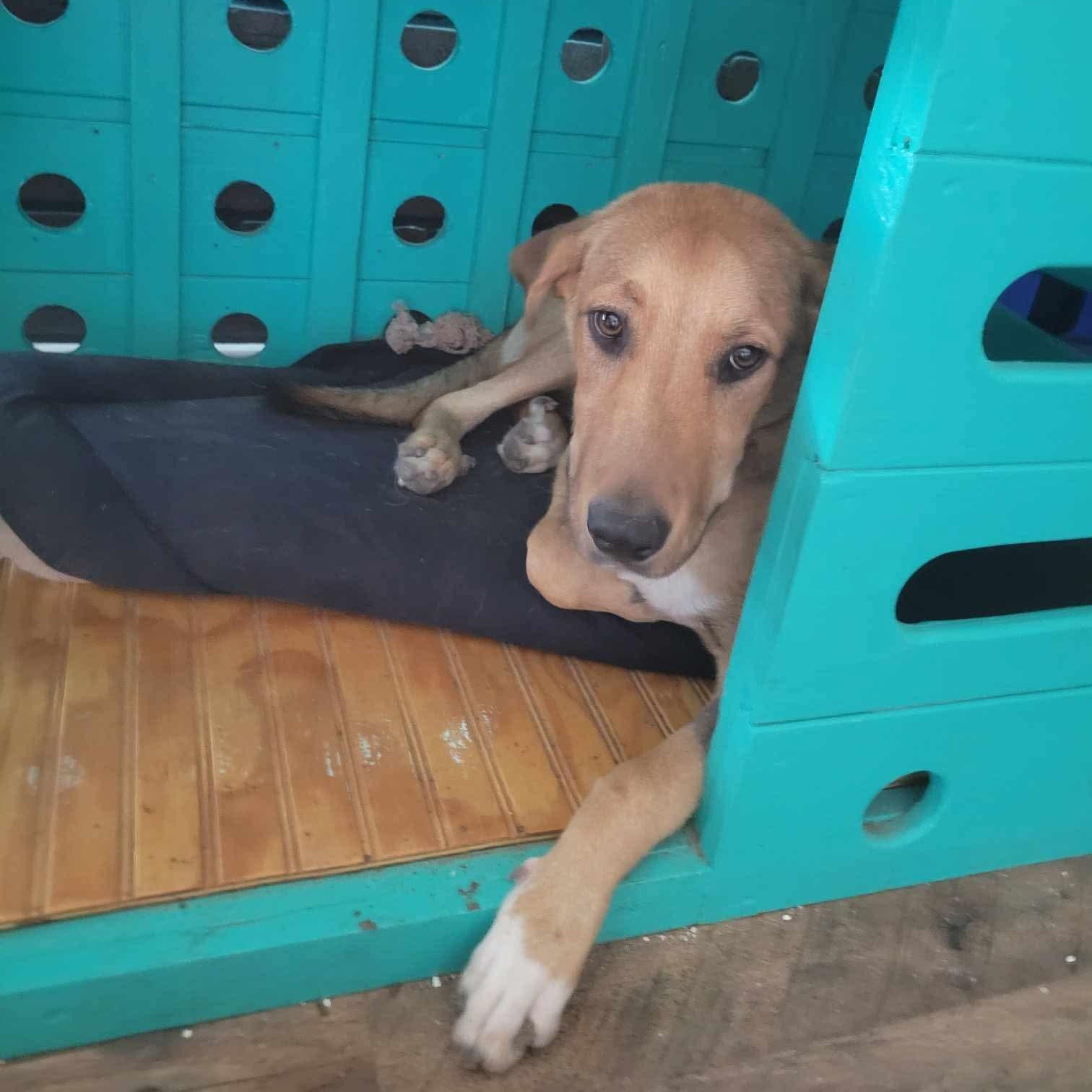 Dog for adoption - Chula, a Hound & Labrador Retriever Mix in ...