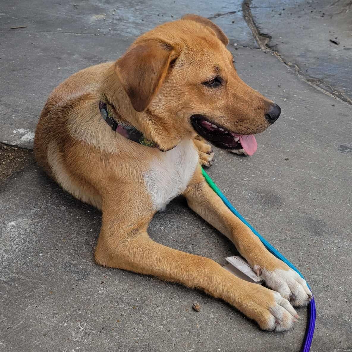 Dog for adoption - Chula, a Hound & Labrador Retriever Mix in ...