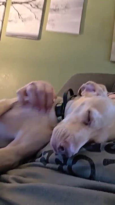 Enlarge Bass, a ADOPTABLE mixed breed in Eugene, OR video 1/3
