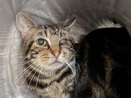 Jigsaw (T11), Adoptable, Adult Male Domestic Short Hair & Domestic Short Hair.