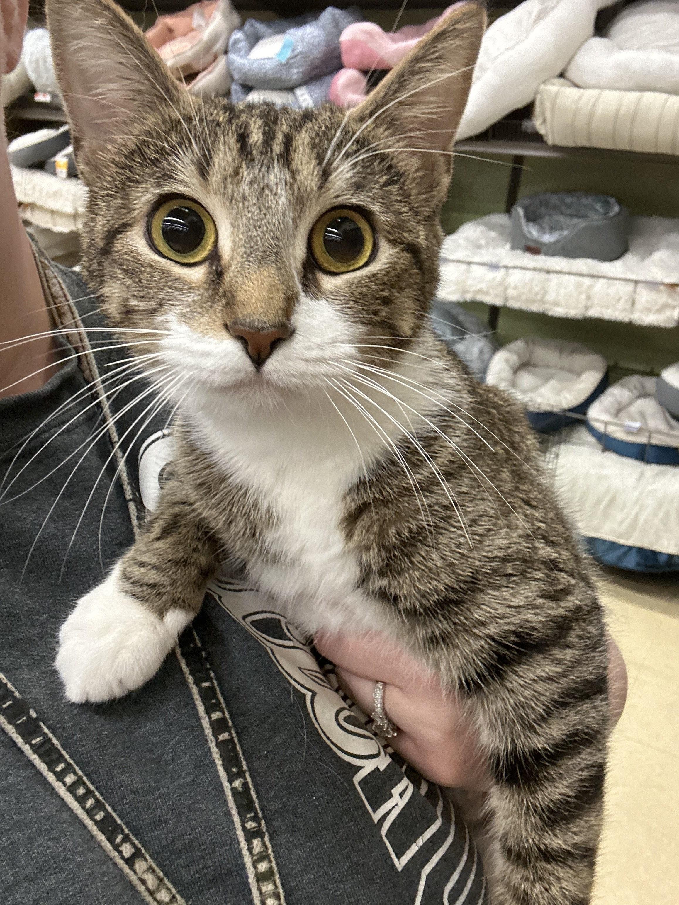 Clover, a Adoptable American Shorthair in North East, MD image 4/6