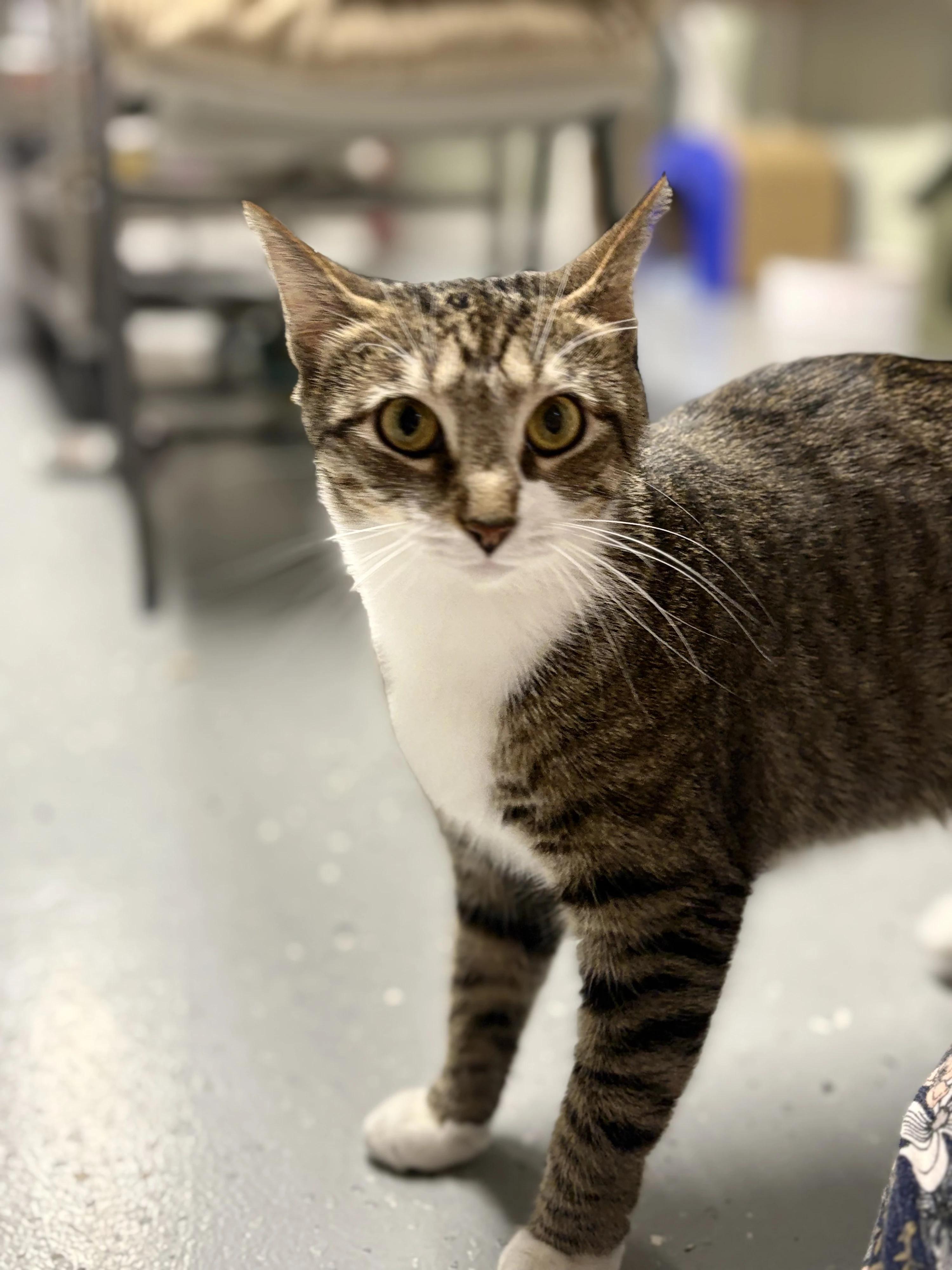 Clover, a Adoptable American Shorthair in North East, MD image 1/6
