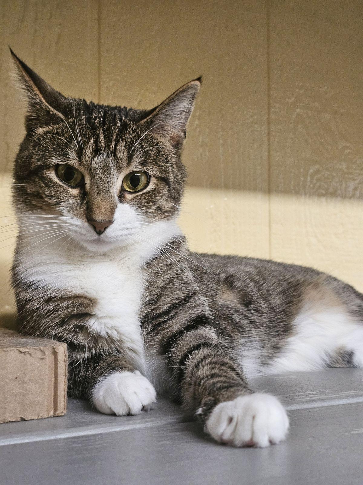 Enlarge Clover, a Adoptable American Shorthair in North East, MD image 3/5