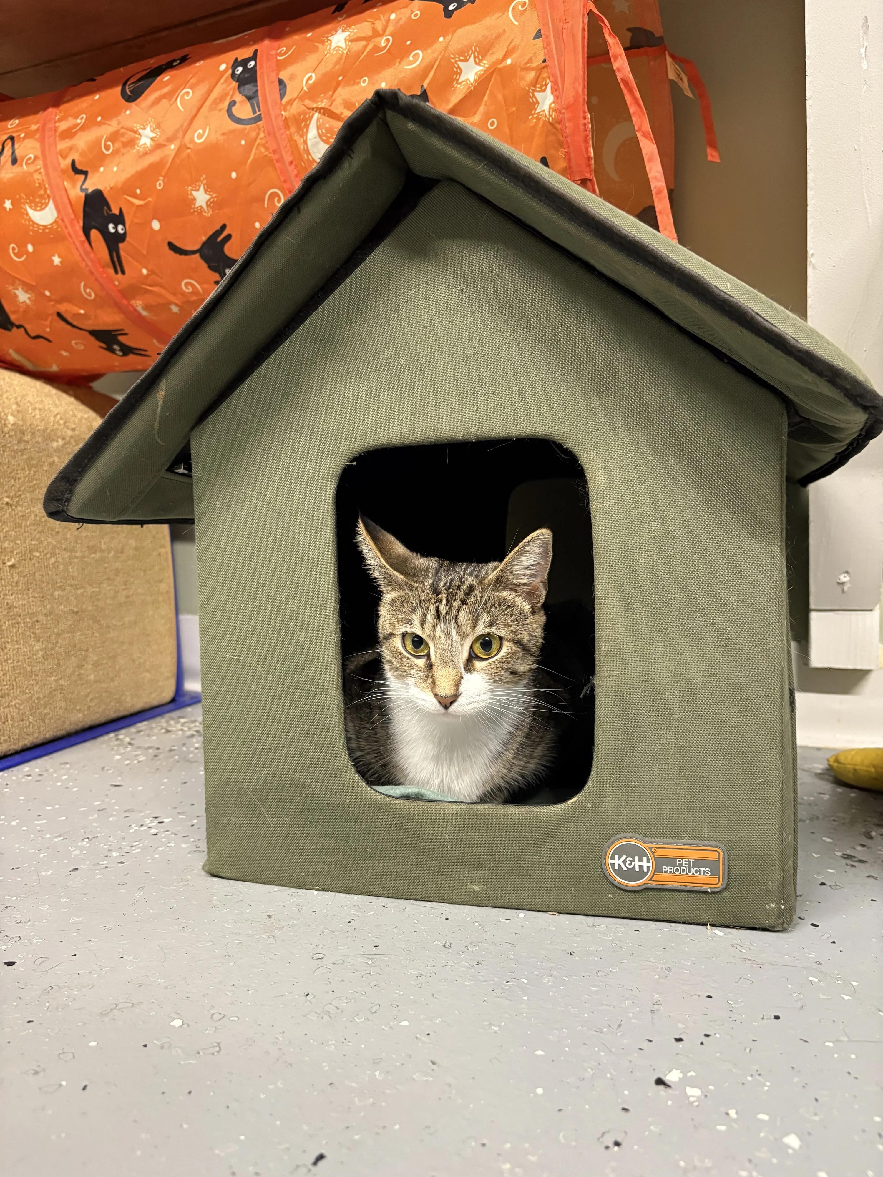 Clover, a Adoptable American Shorthair in North East, MD image 6/6