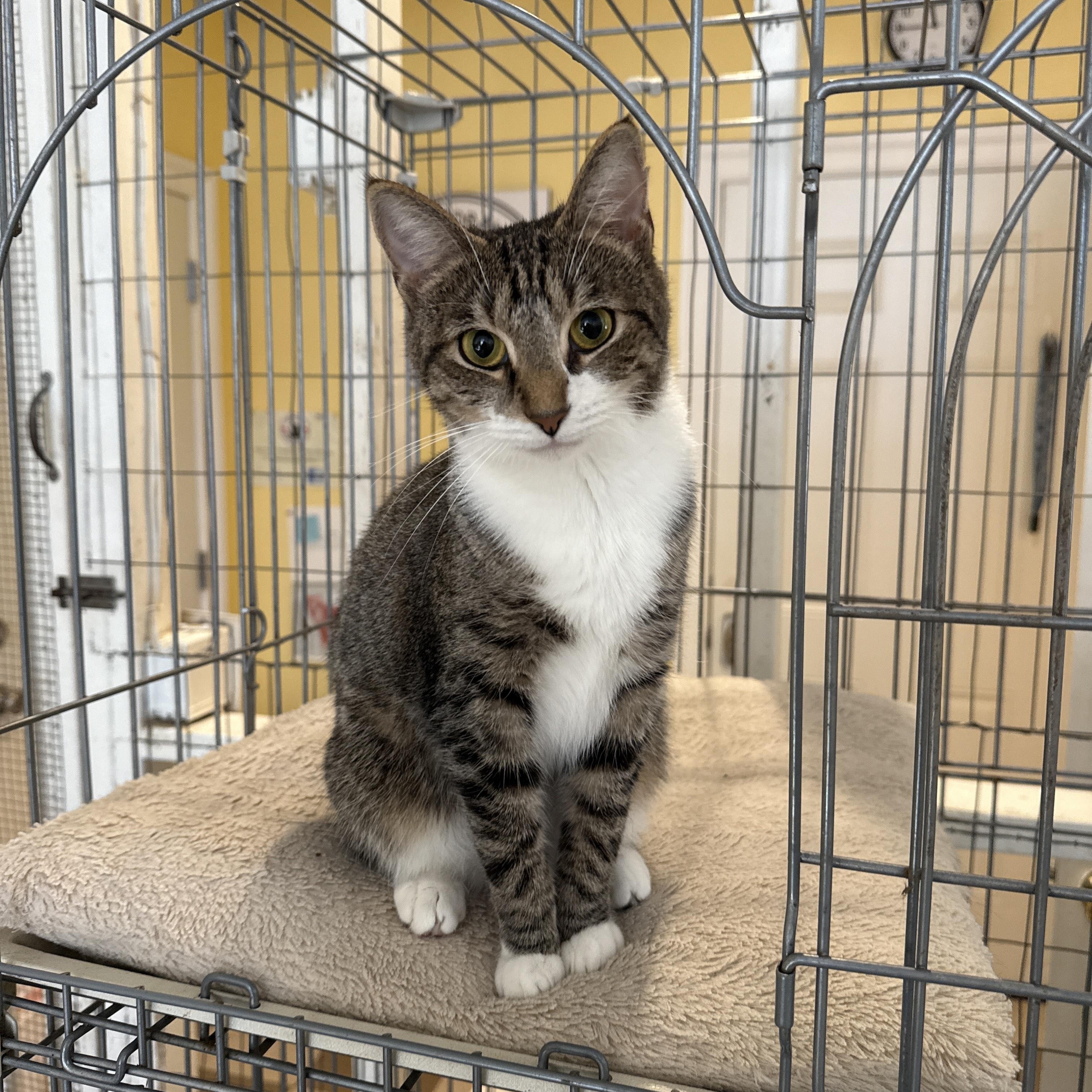 Clover, Adoptable, Young Female American Shorthair.