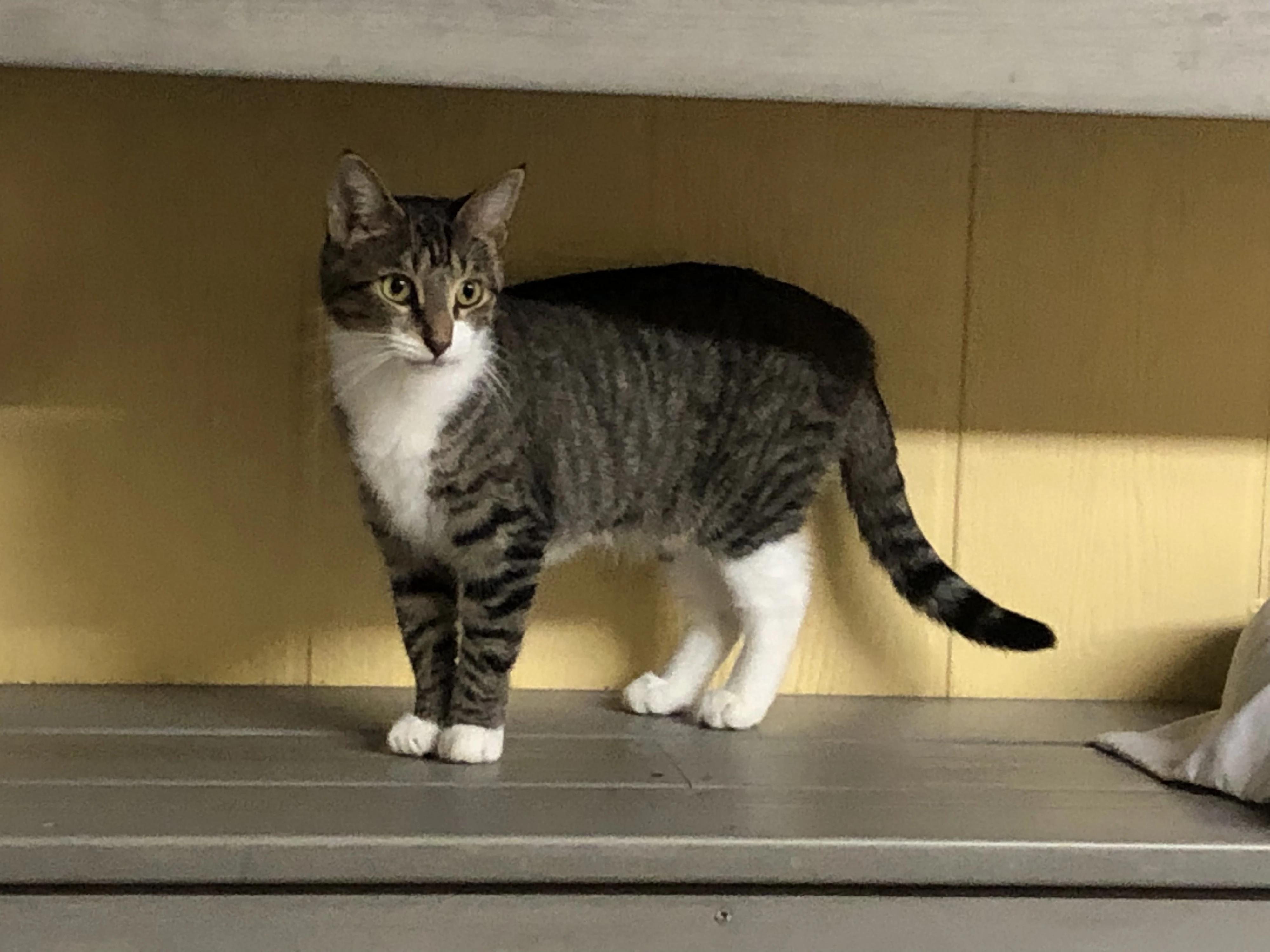 Clover, a Adoptable American Shorthair in North East, MD image 2/6