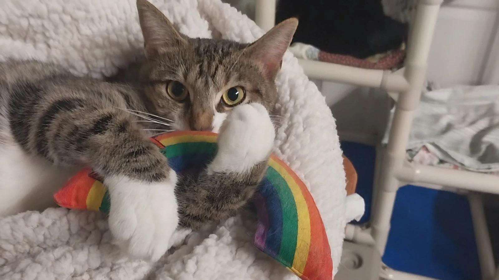 Clover, a Adoptable American Shorthair in North East, MD image 3/6