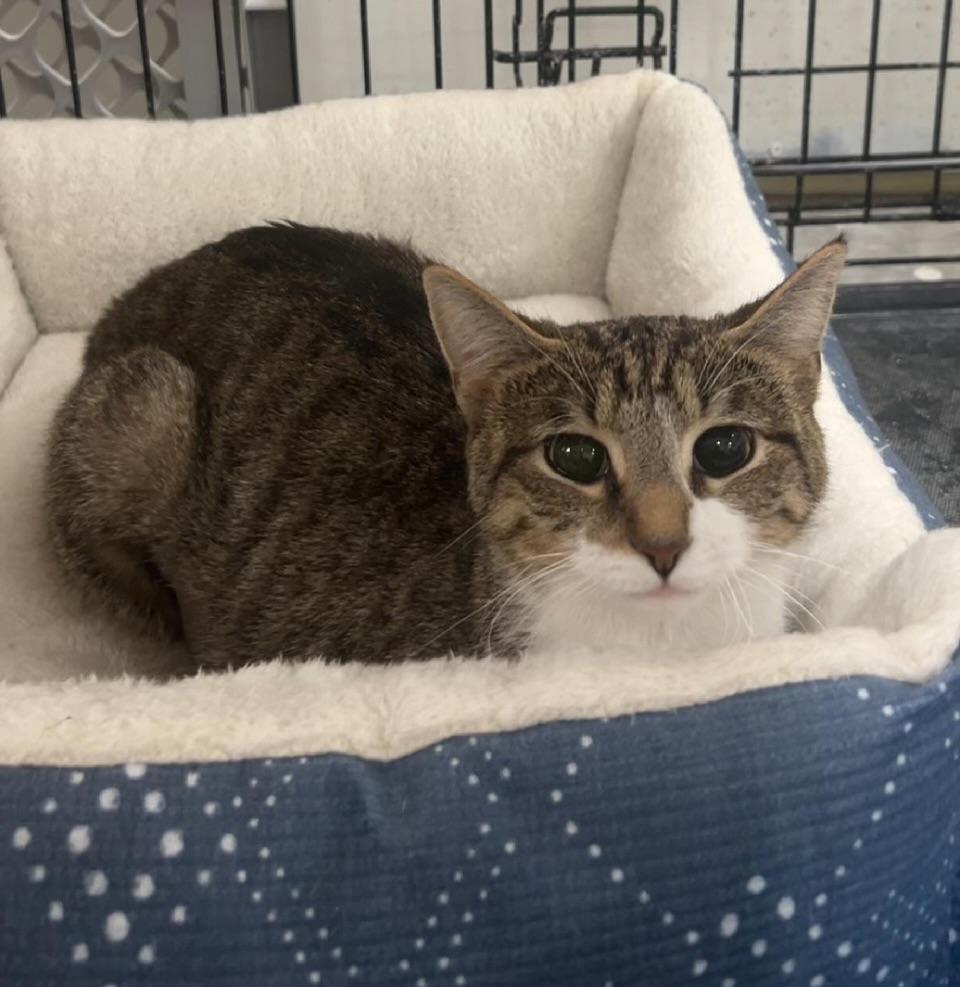 Clover, a Adoptable American Shorthair in North East, MD image 5/6