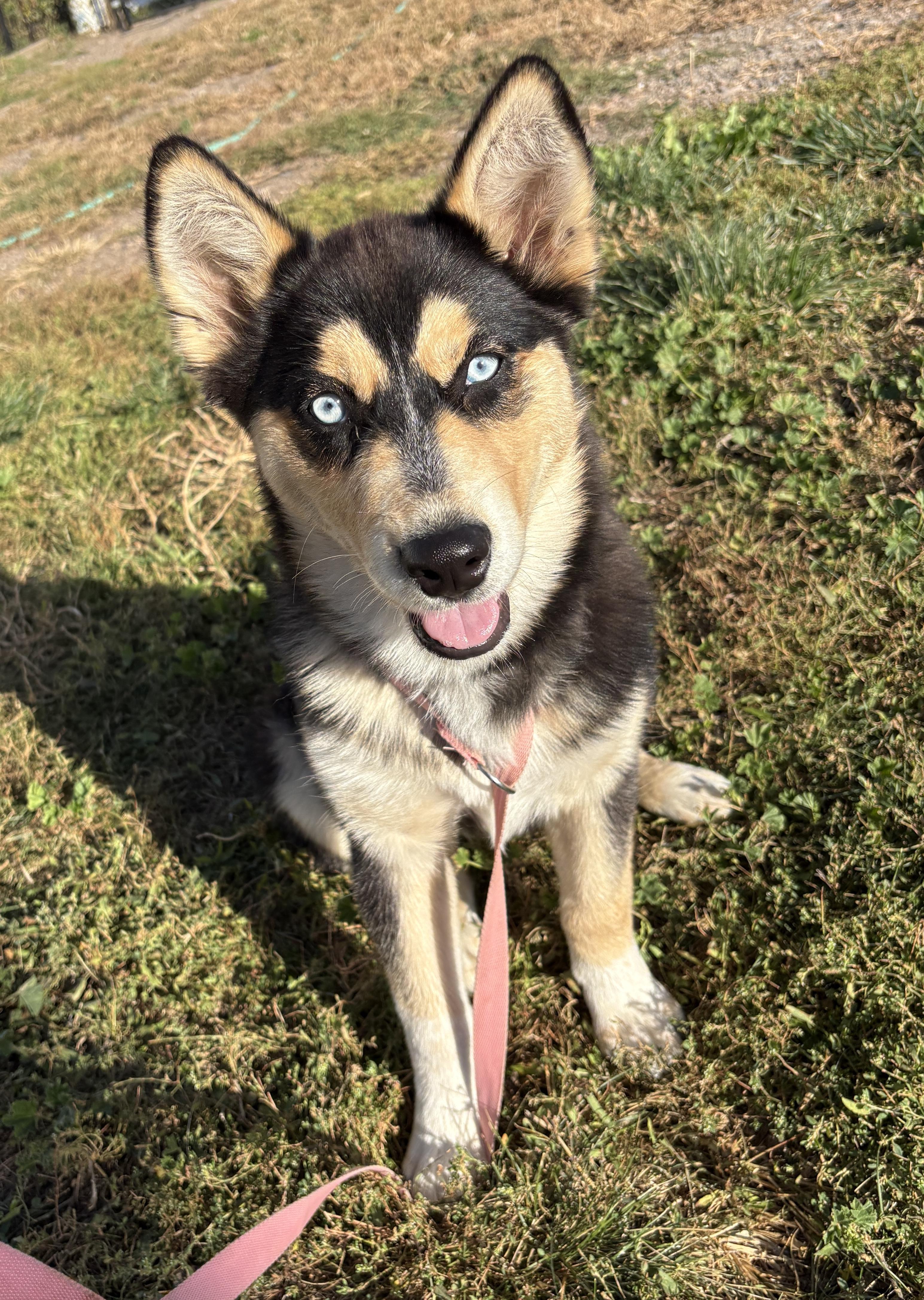 Brownie, Adoptable, Puppy Female Husky & Australian Shepherd.