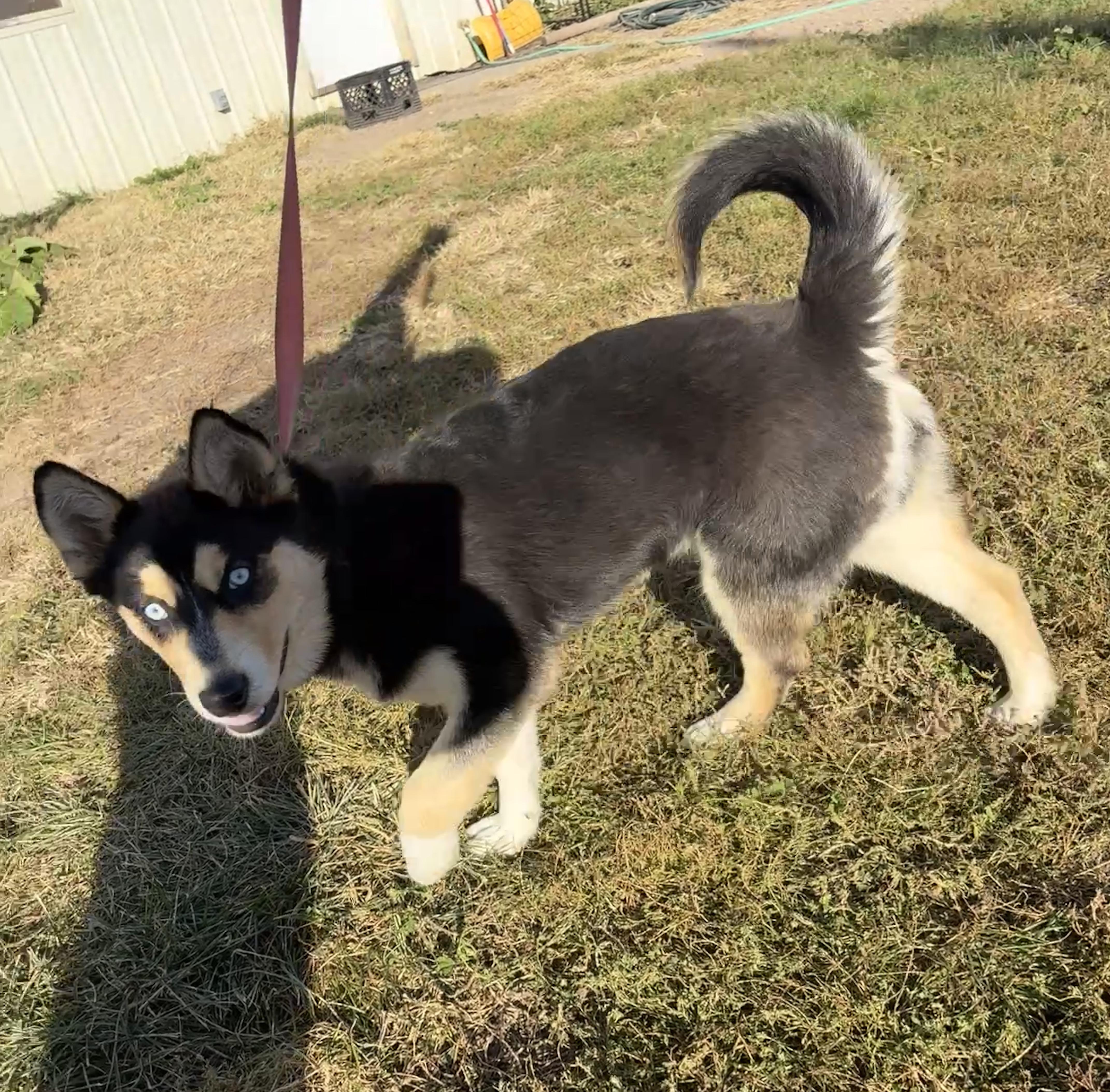 Enlarge Brownie, a Adoptable mixed breed in Grant, NE image 3/4