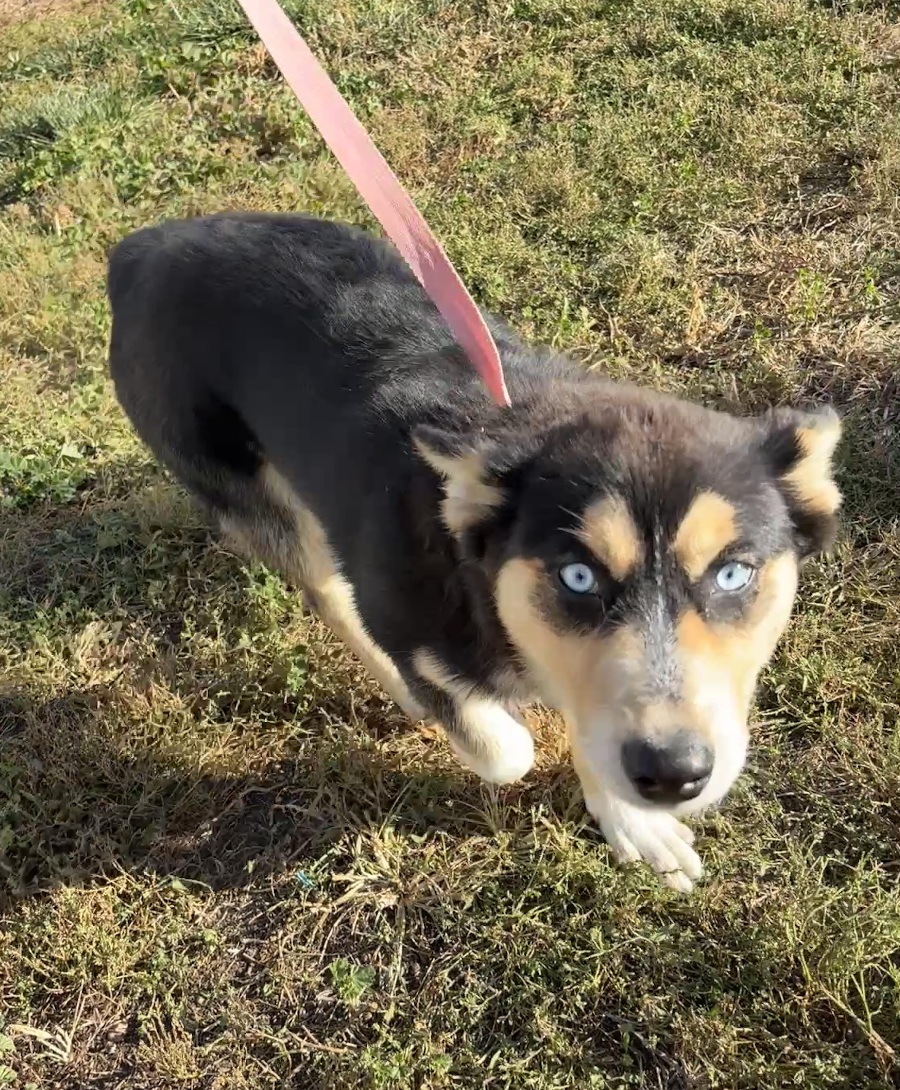 Enlarge Brownie, a Adoptable mixed breed in Grant, NE image 2/4