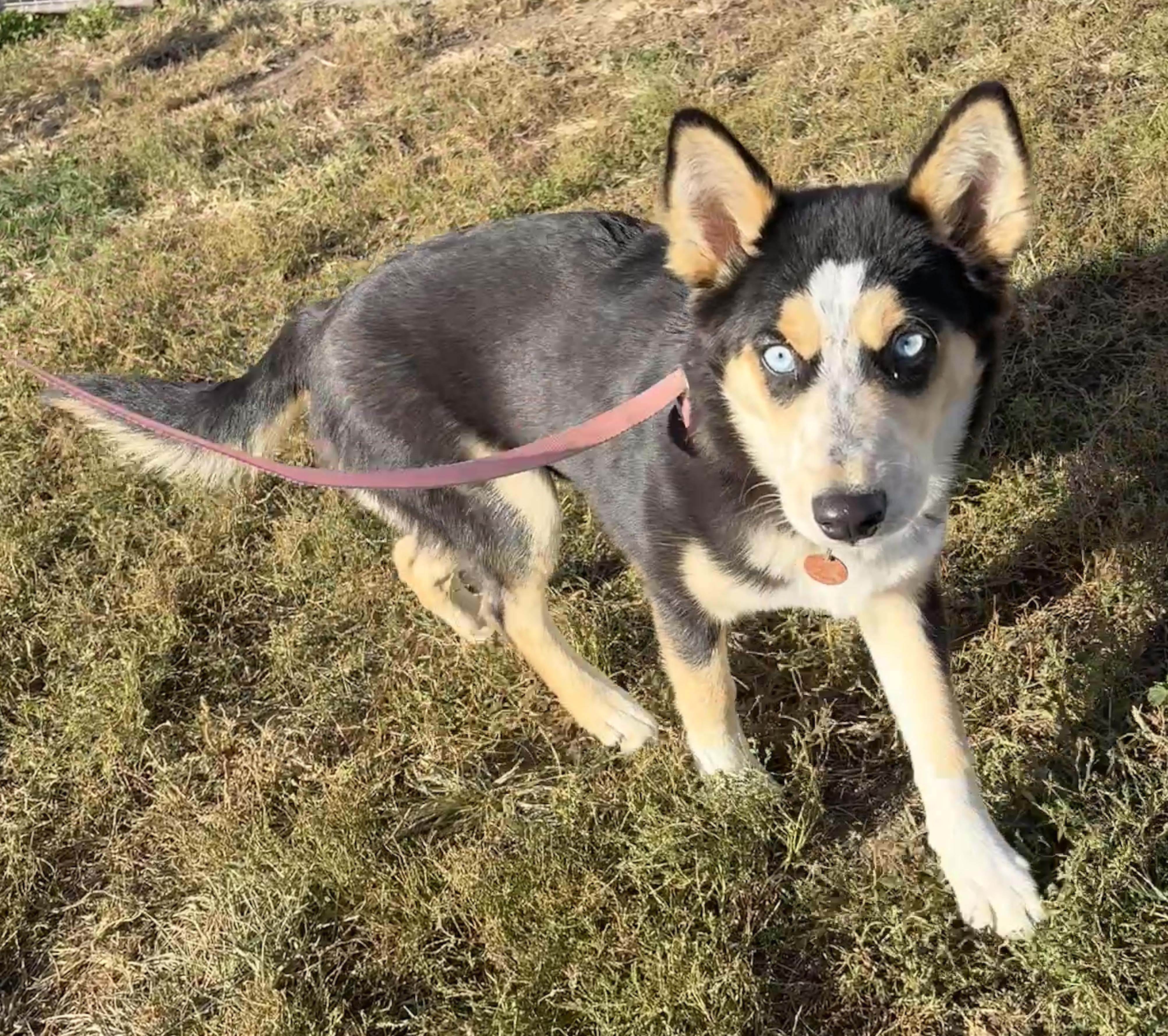 Enlarge Brownie, a Adoptable mixed breed in Grant, NE image 4/4