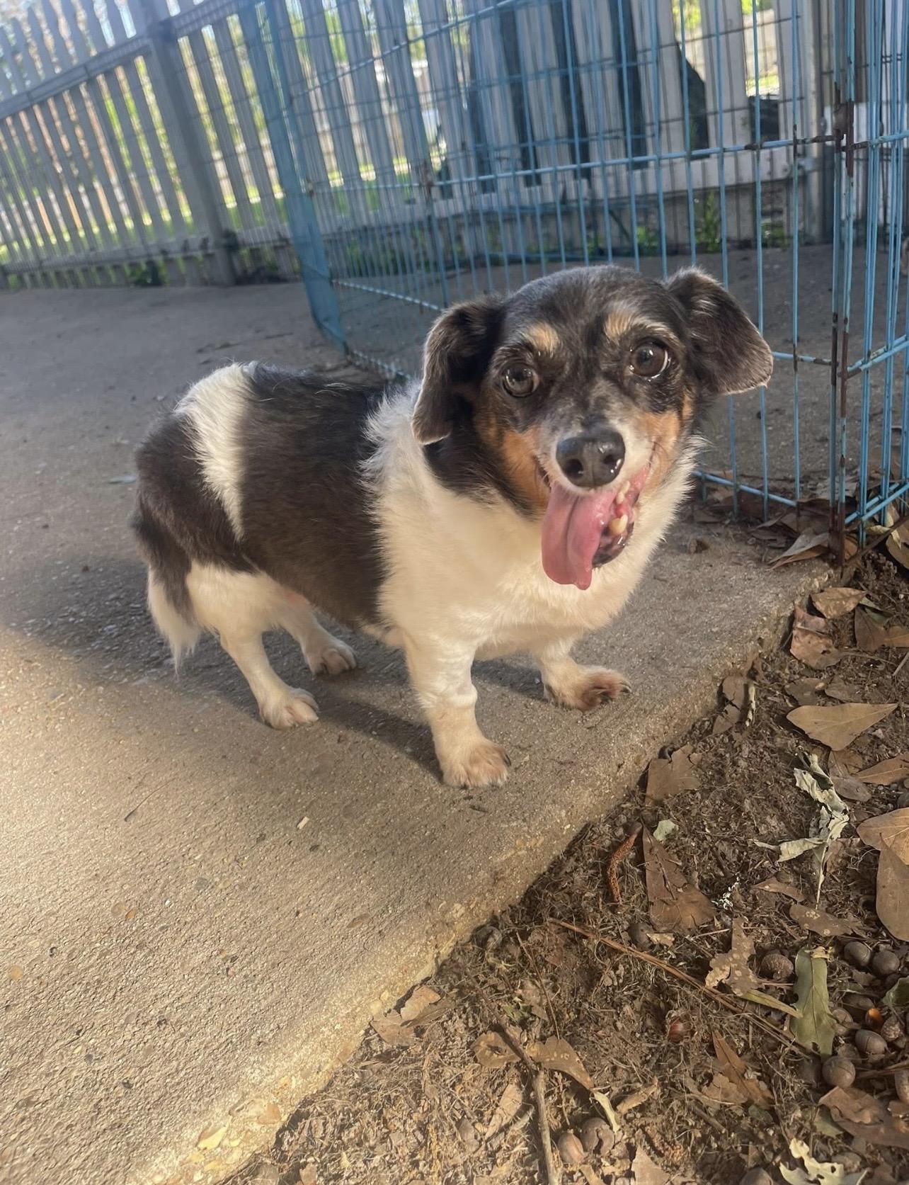 Enlarge Gracie, a ADOPTABLE mixed breed in Baton Rouge, LA image 1/1
