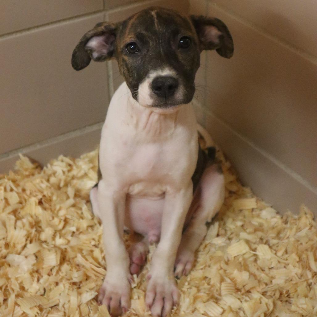 Gambit, Adoptable, Puppy Male Mixed Breed.