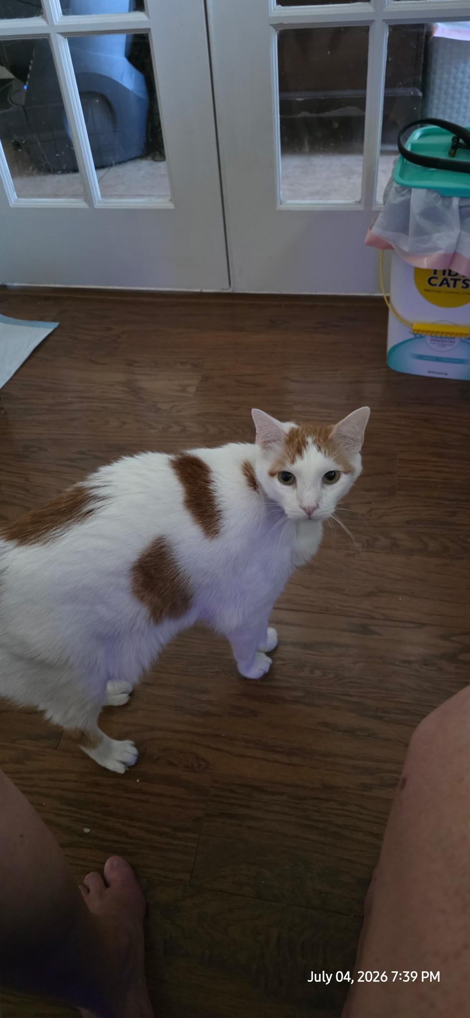 Monkey, ADOPTABLE, Senior Male Tabby & Domestic Short Hair.