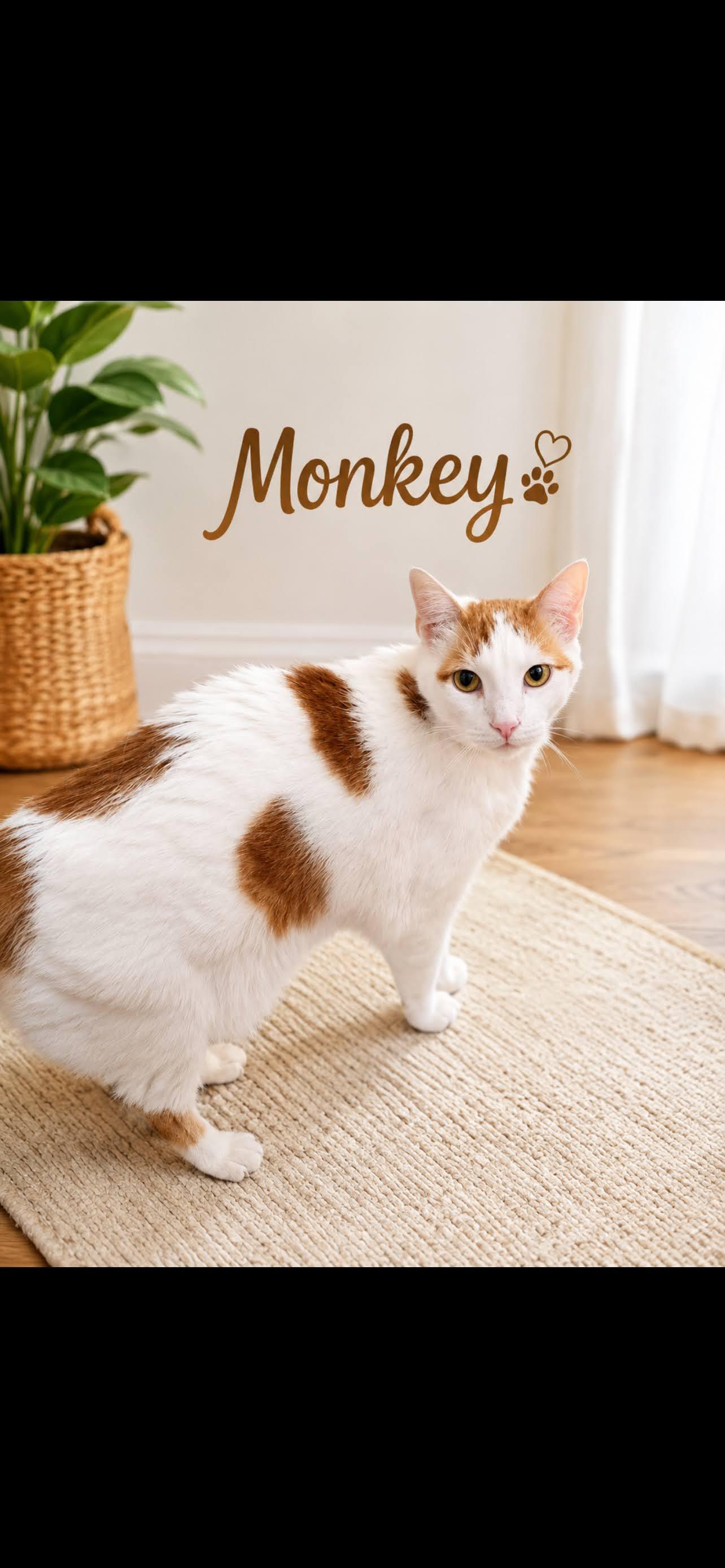 Monkey, ADOPTABLE, Senior Male Tabby & Domestic Short Hair.