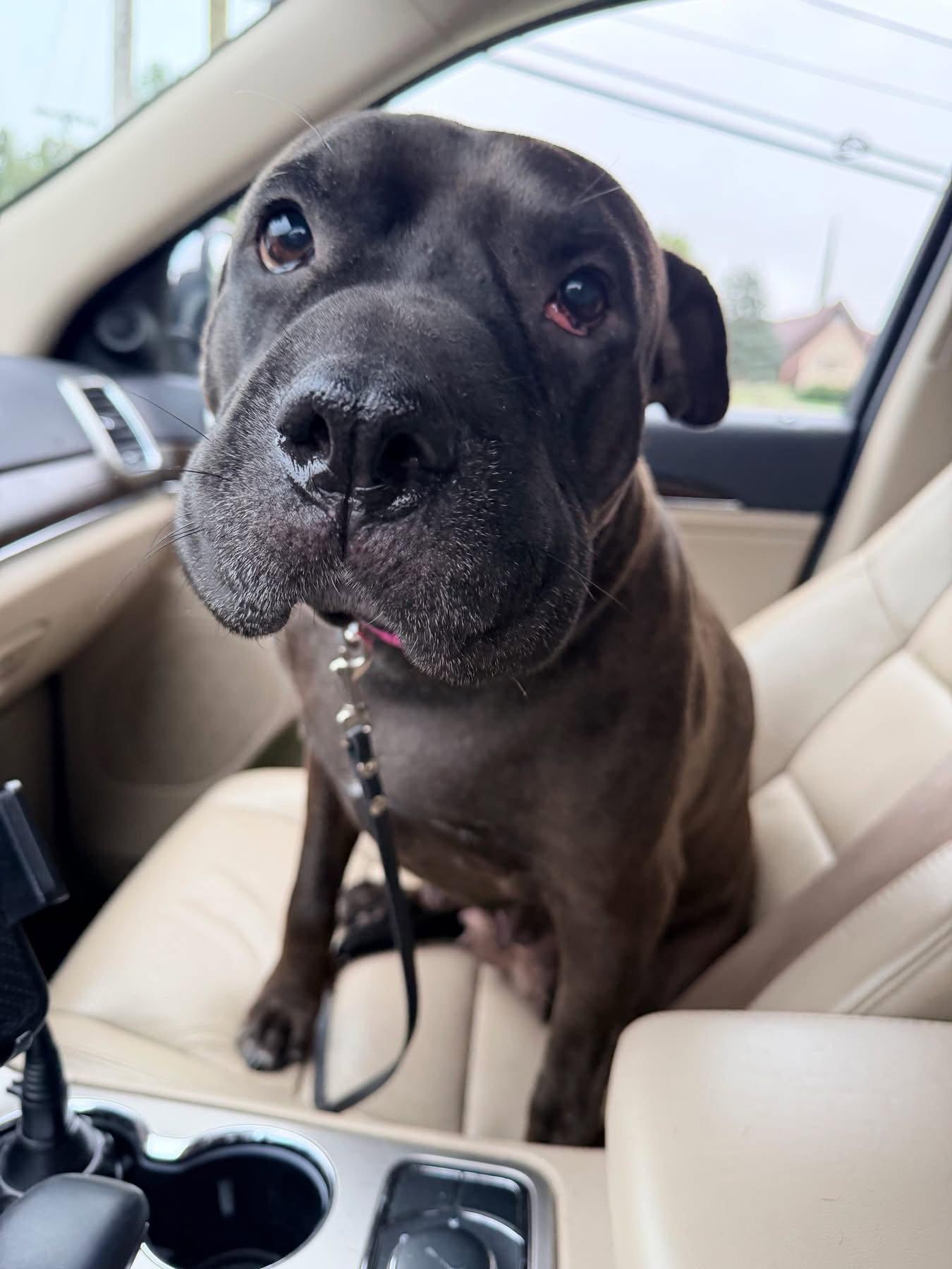 Enlarge Coffee Bean, a Adoptable Shar-Pei in Germantown, OH image 1/1