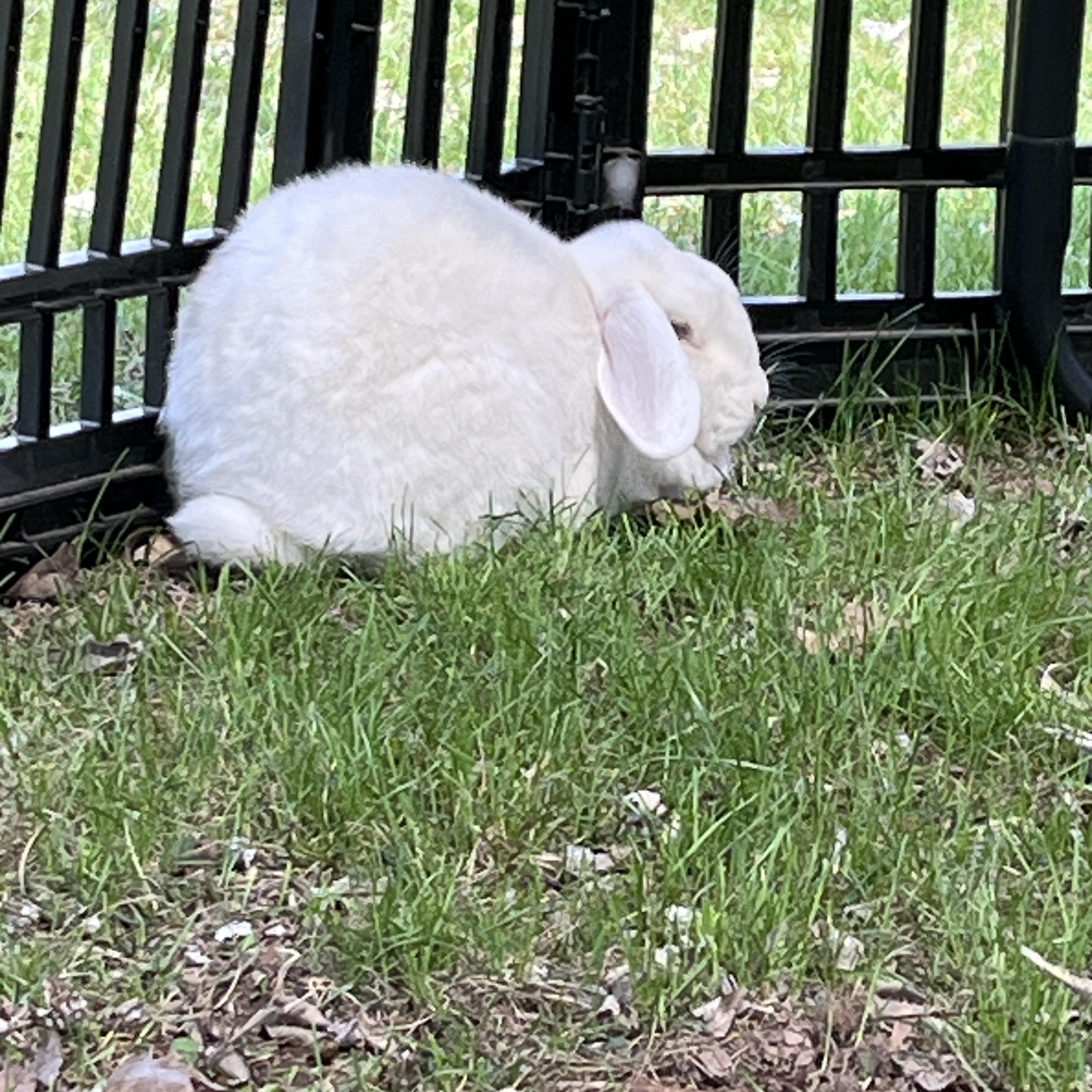 Enlarge Sabrina & Glinda, an adoptable mixed breed in Birdsboro, PA image 3/3