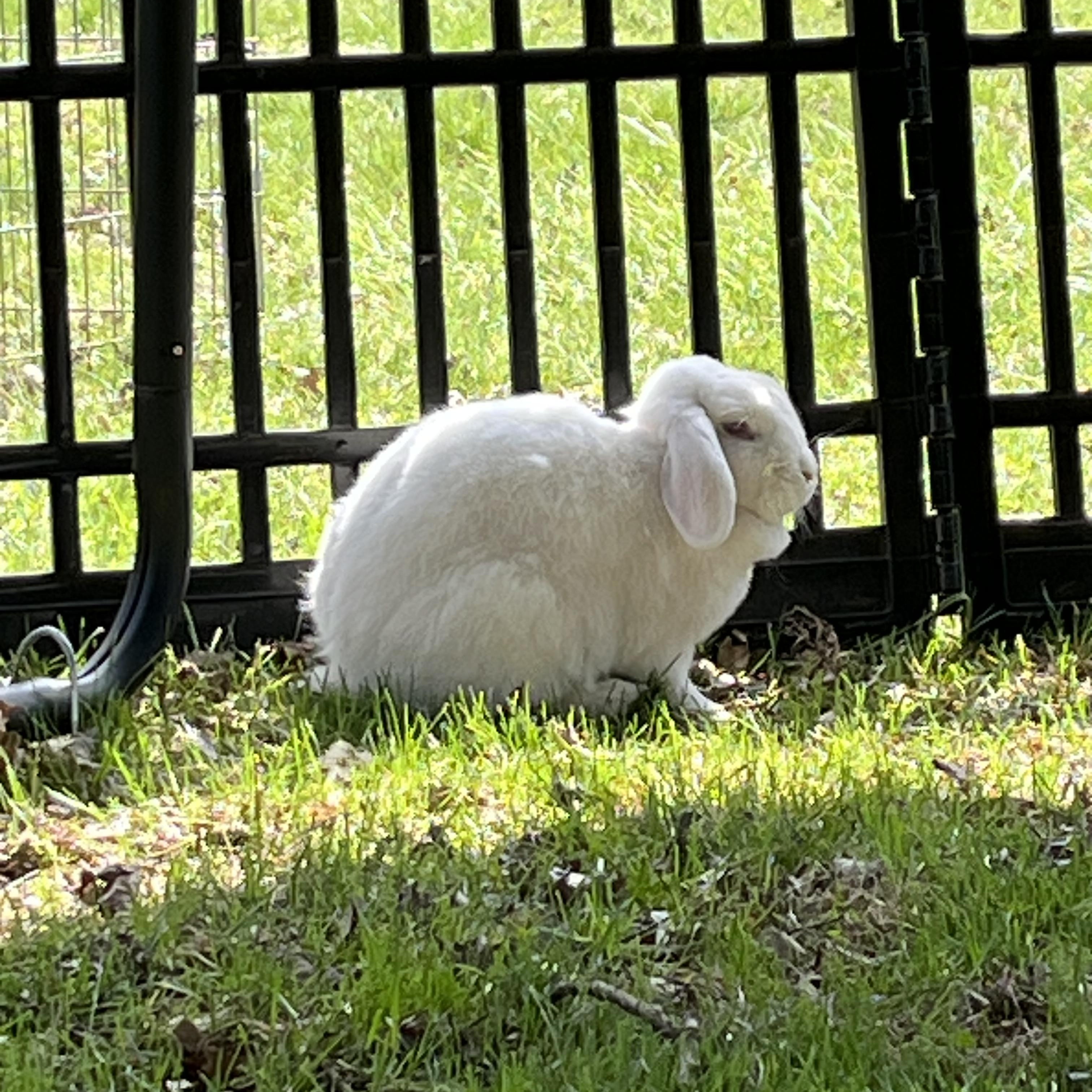 Sabrina & Glinda, adoptable, Adult Female Lop Eared & New Zealand.
