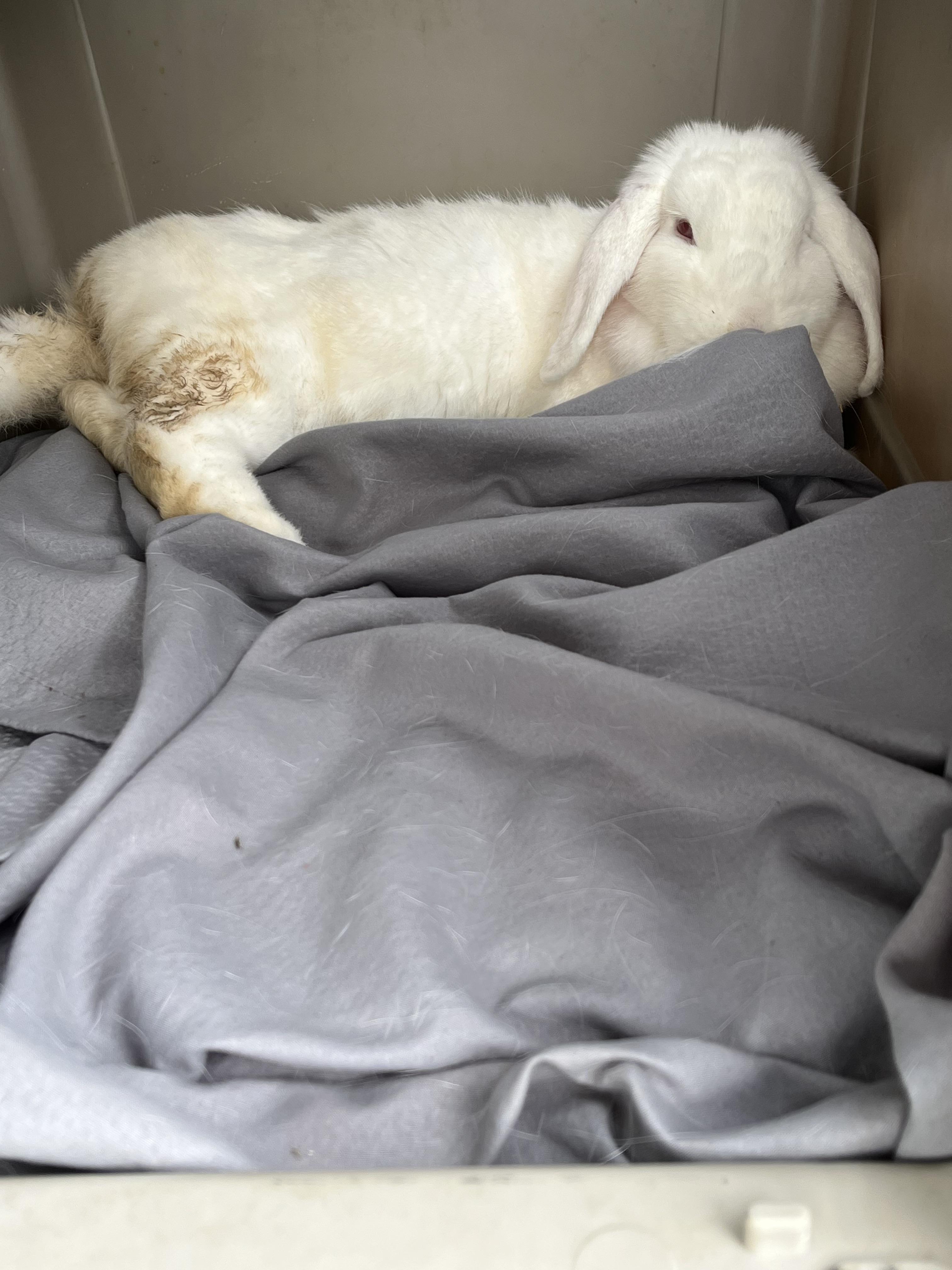 Enlarge Sabrina & Glinda, an adoptable mixed breed in Birdsboro, PA image 1/1