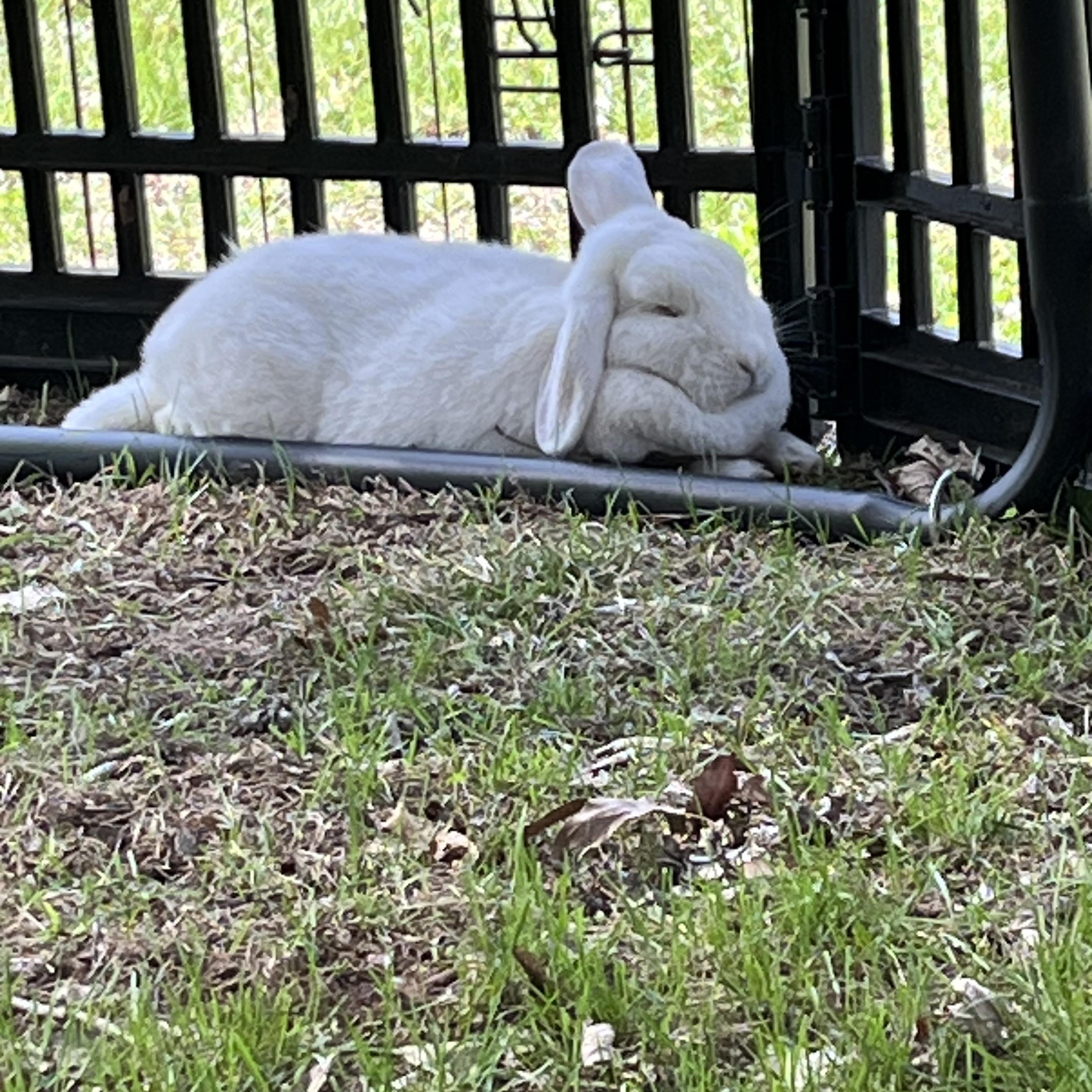Enlarge Sabrina & Glinda, an adoptable mixed breed in Birdsboro, PA image 2/3