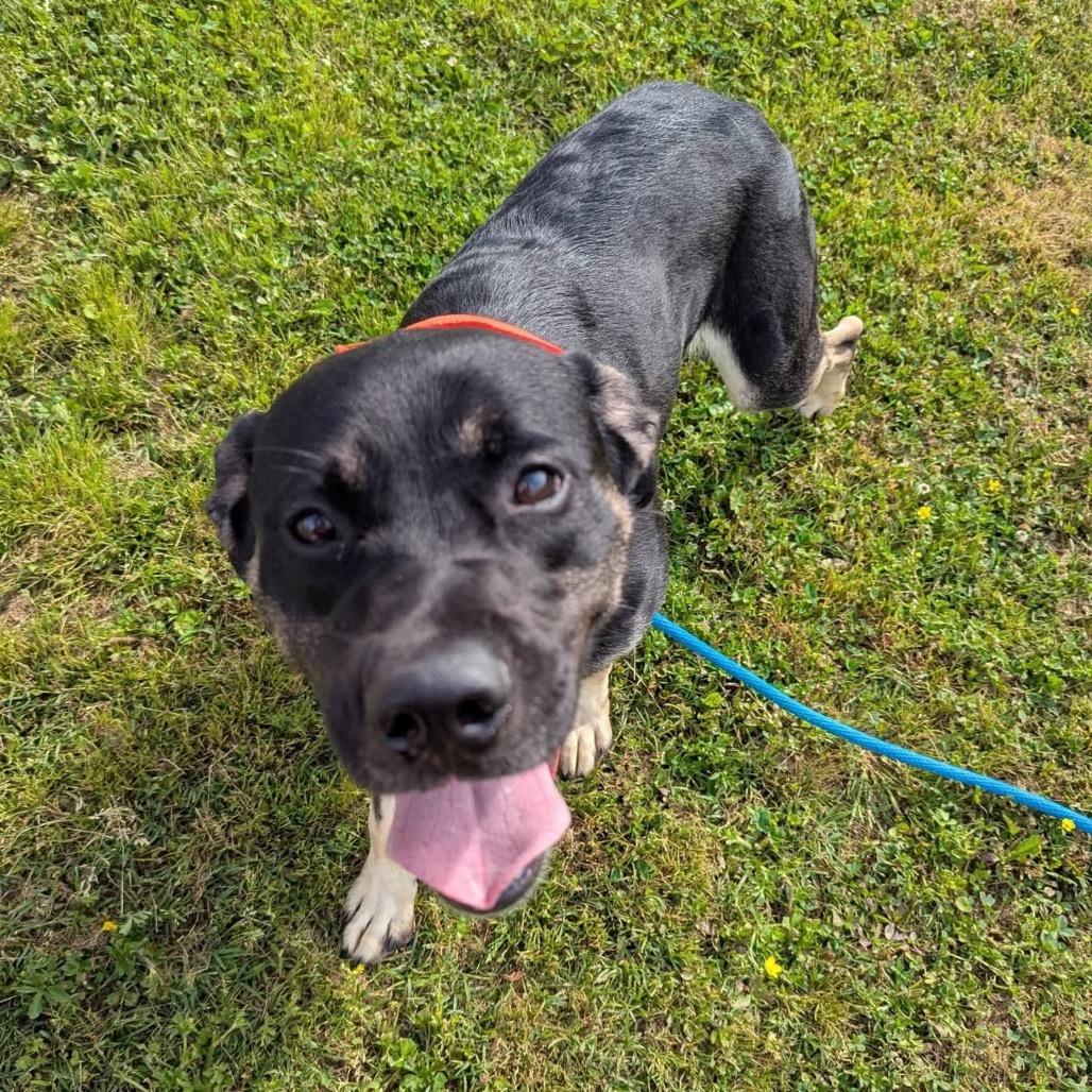 Aladdin, Adoptable, Adult Male Mixed Breed.